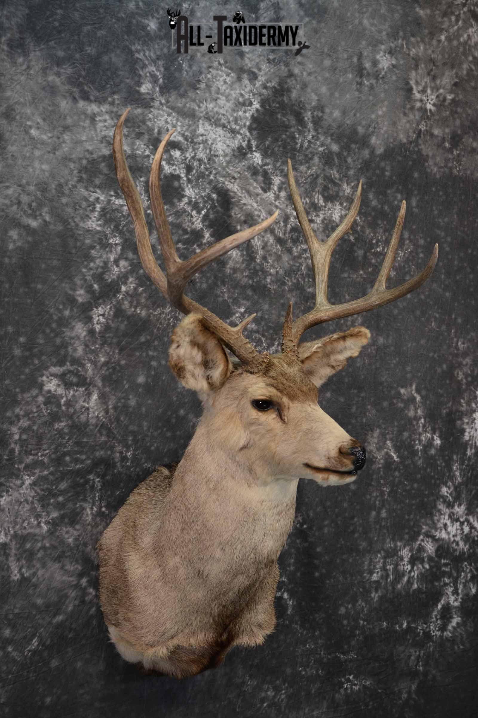 Mule Deer taxidermy mount for sale SKU 1221 - Image 2