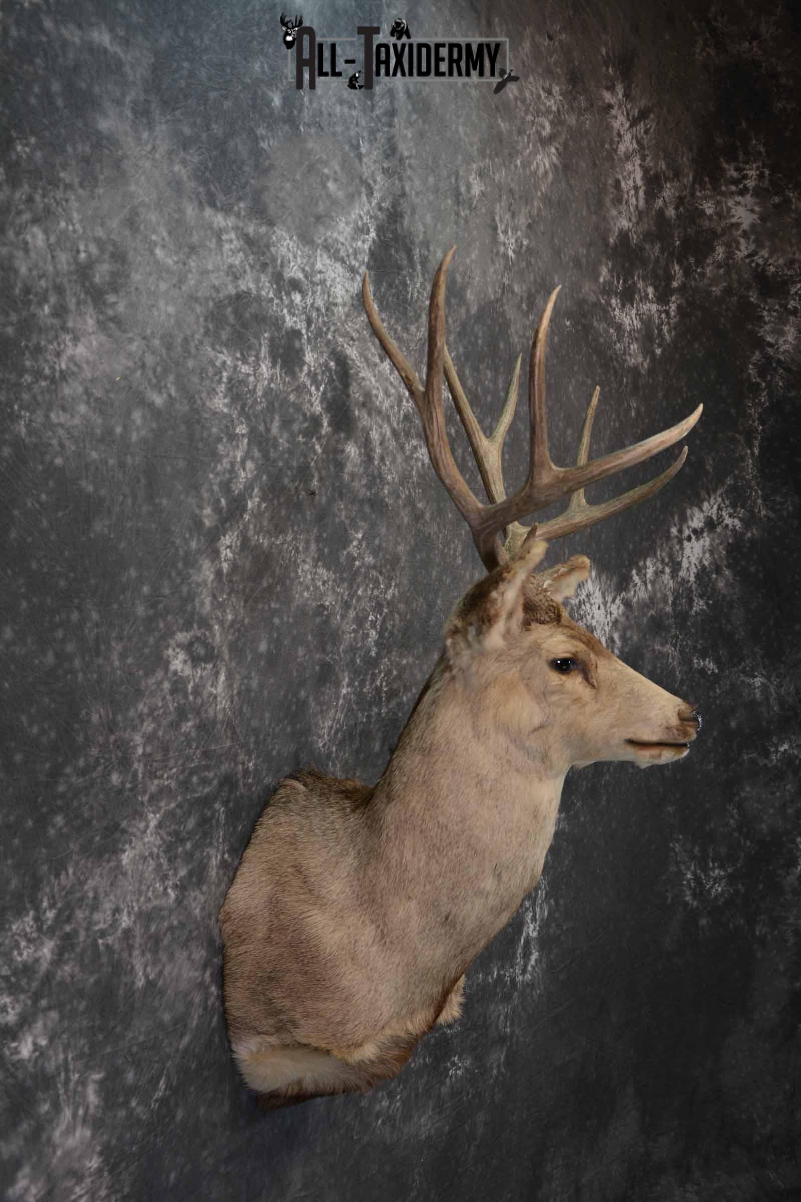 Mule Deer taxidermy mount for sale SKU 1221 - Image 5
