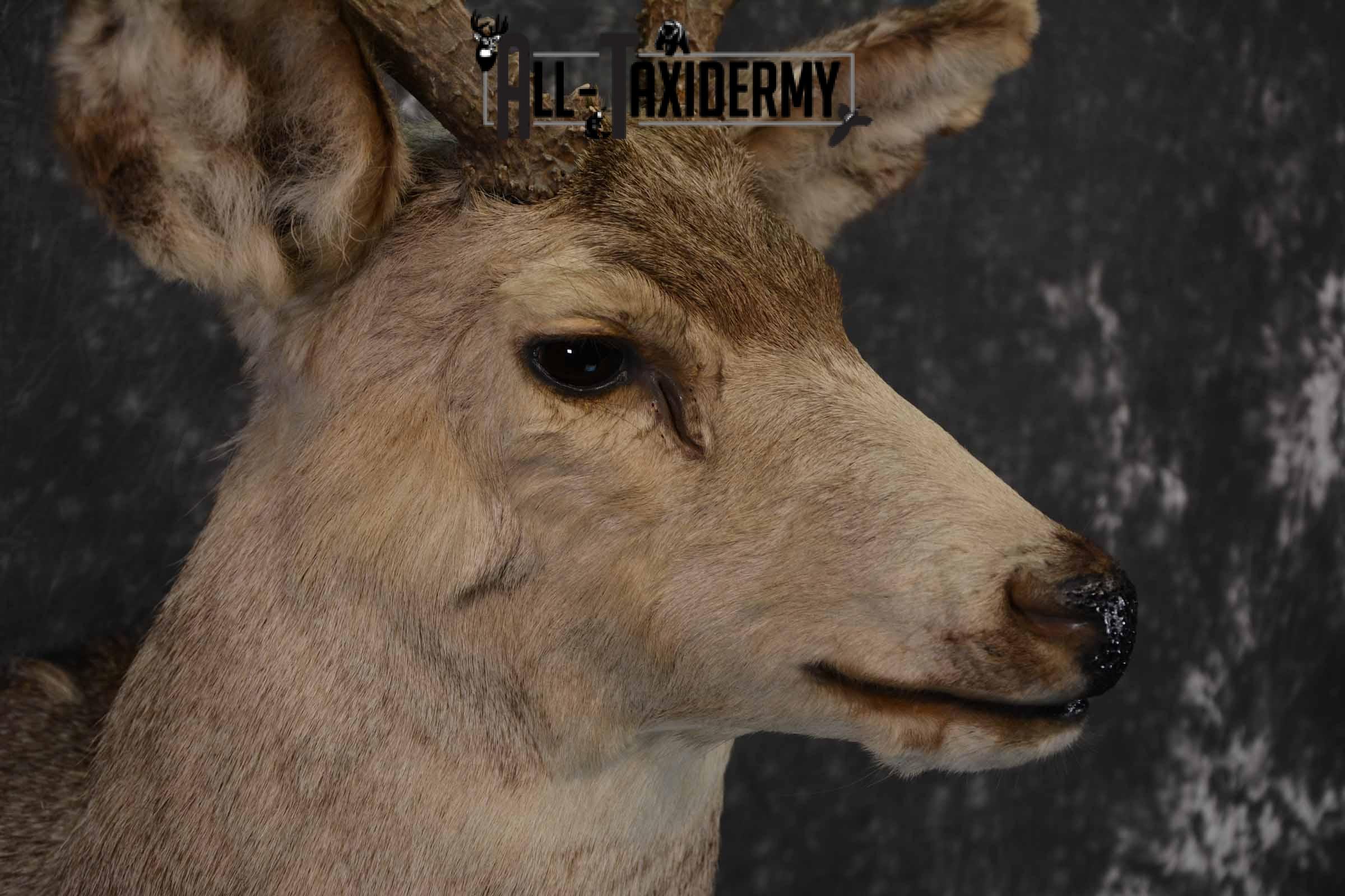 Mule Deer taxidermy mount for sale SKU 1221 - Image 6