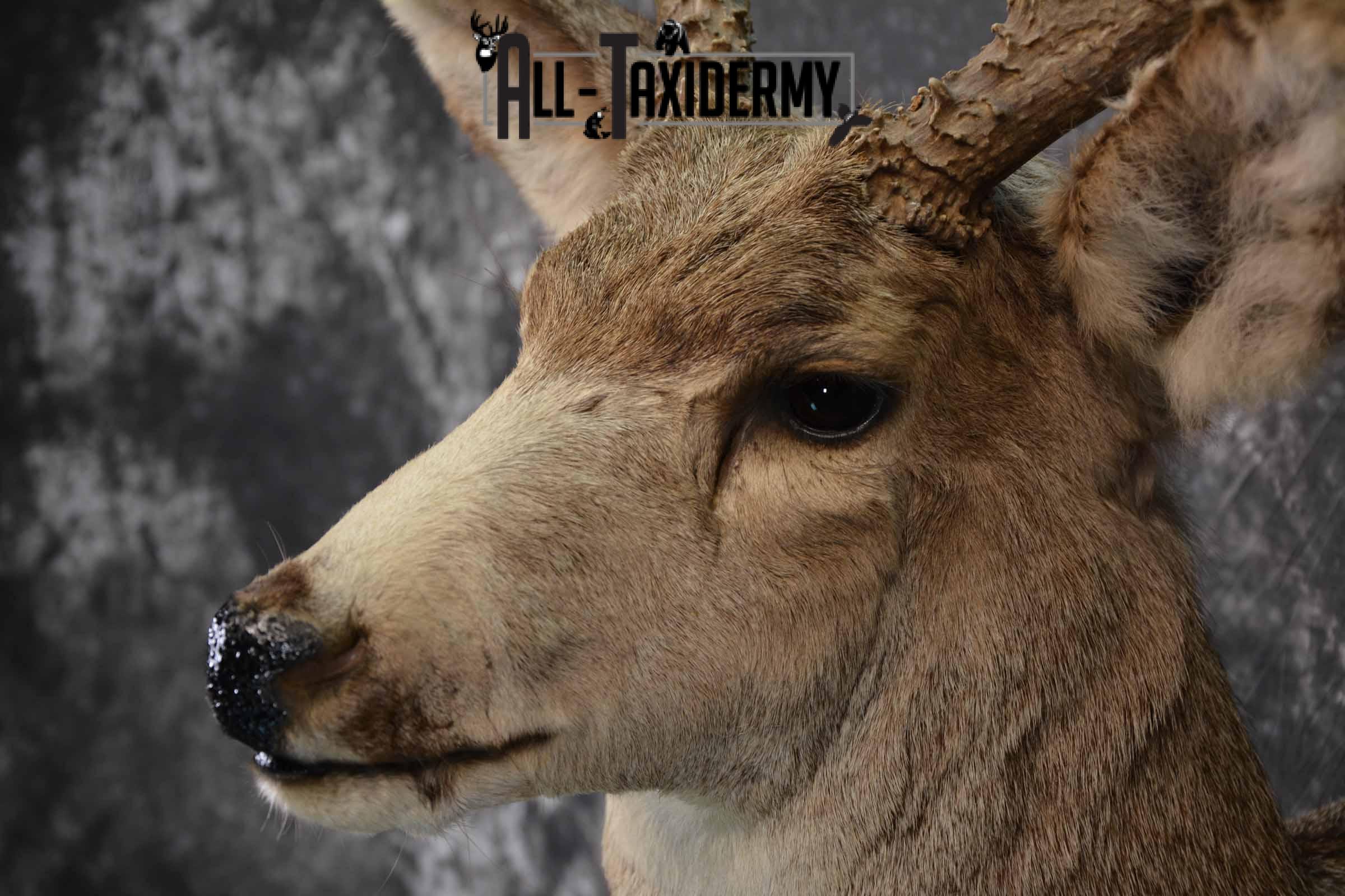 Mule Deer taxidermy mount for sale SKU 1221 - Image 7