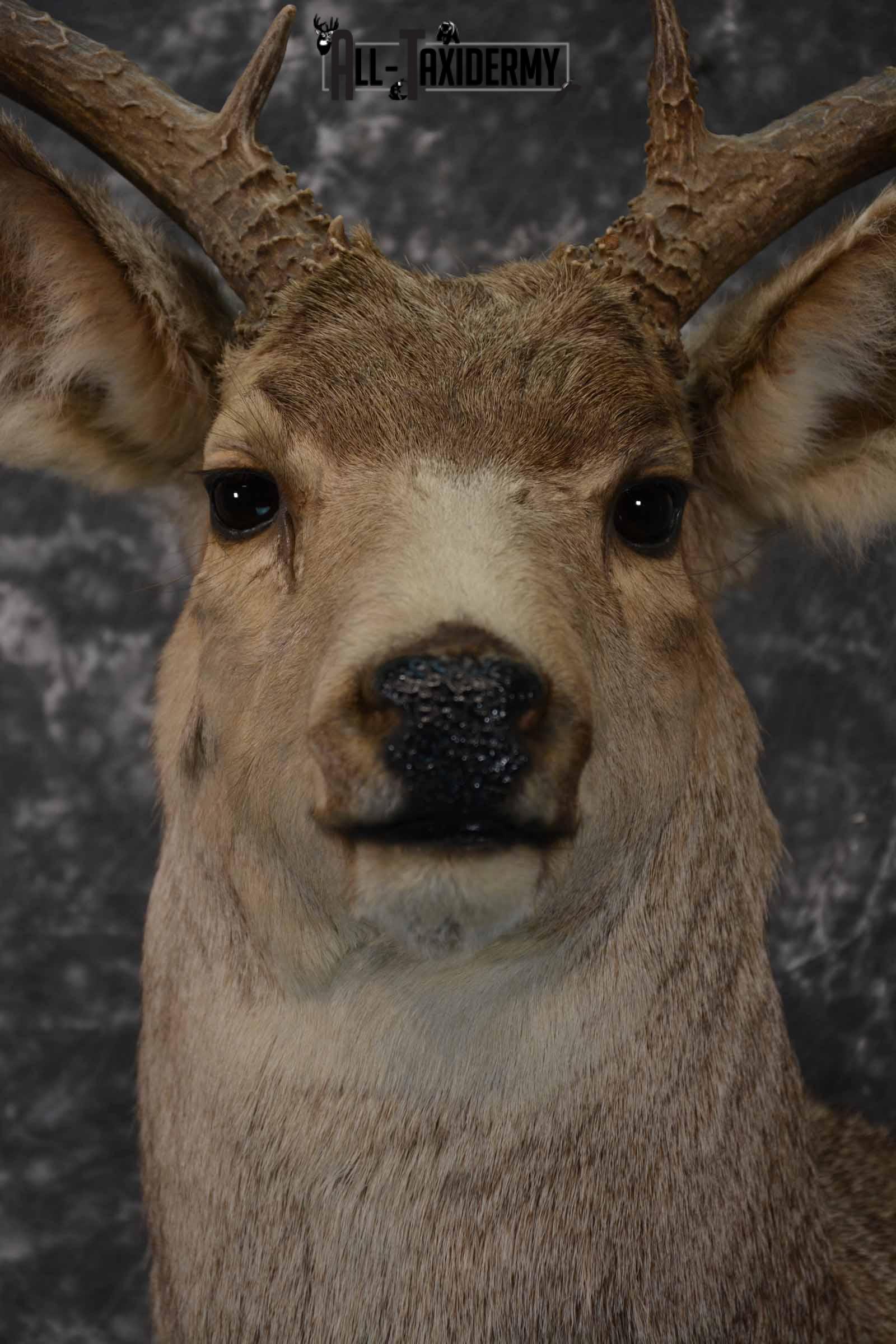 Mule Deer taxidermy mount for sale SKU 1221 - Image 8