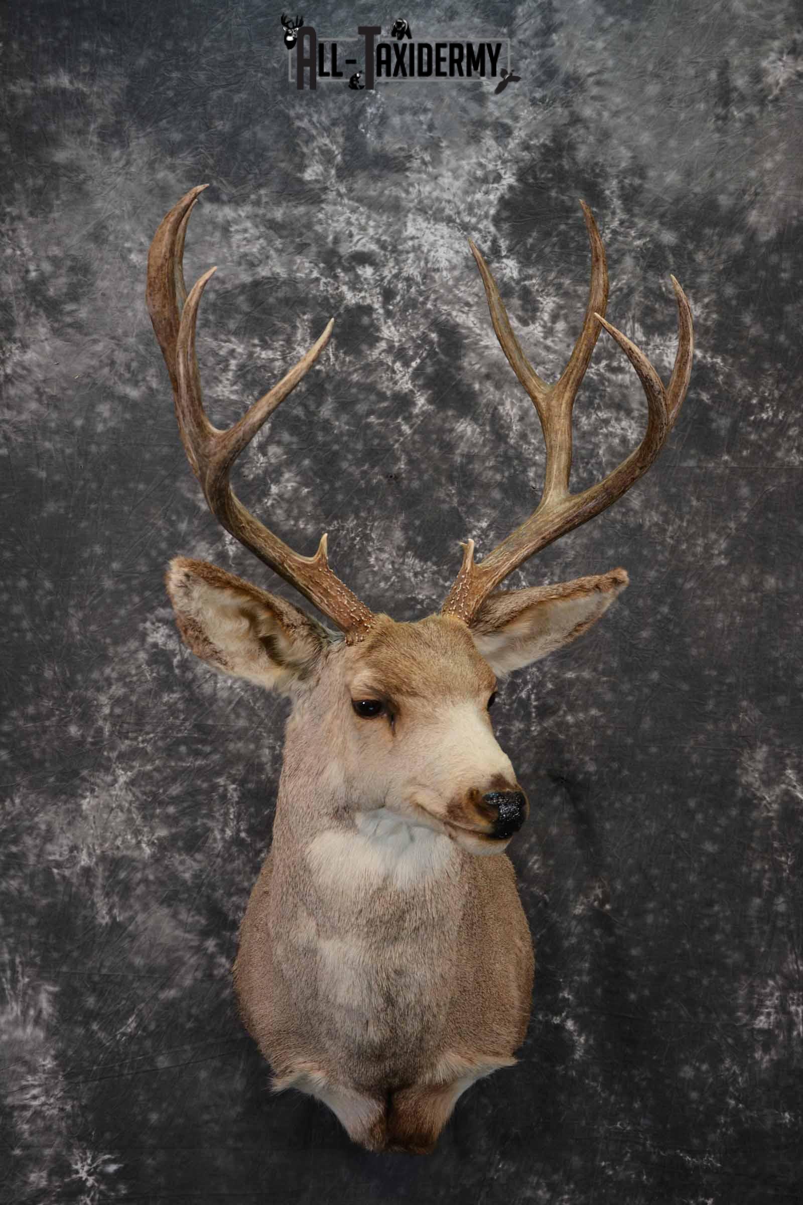 Mule Deer taxidermy shoulder mount for sale SKU 1222 All Taxidermy