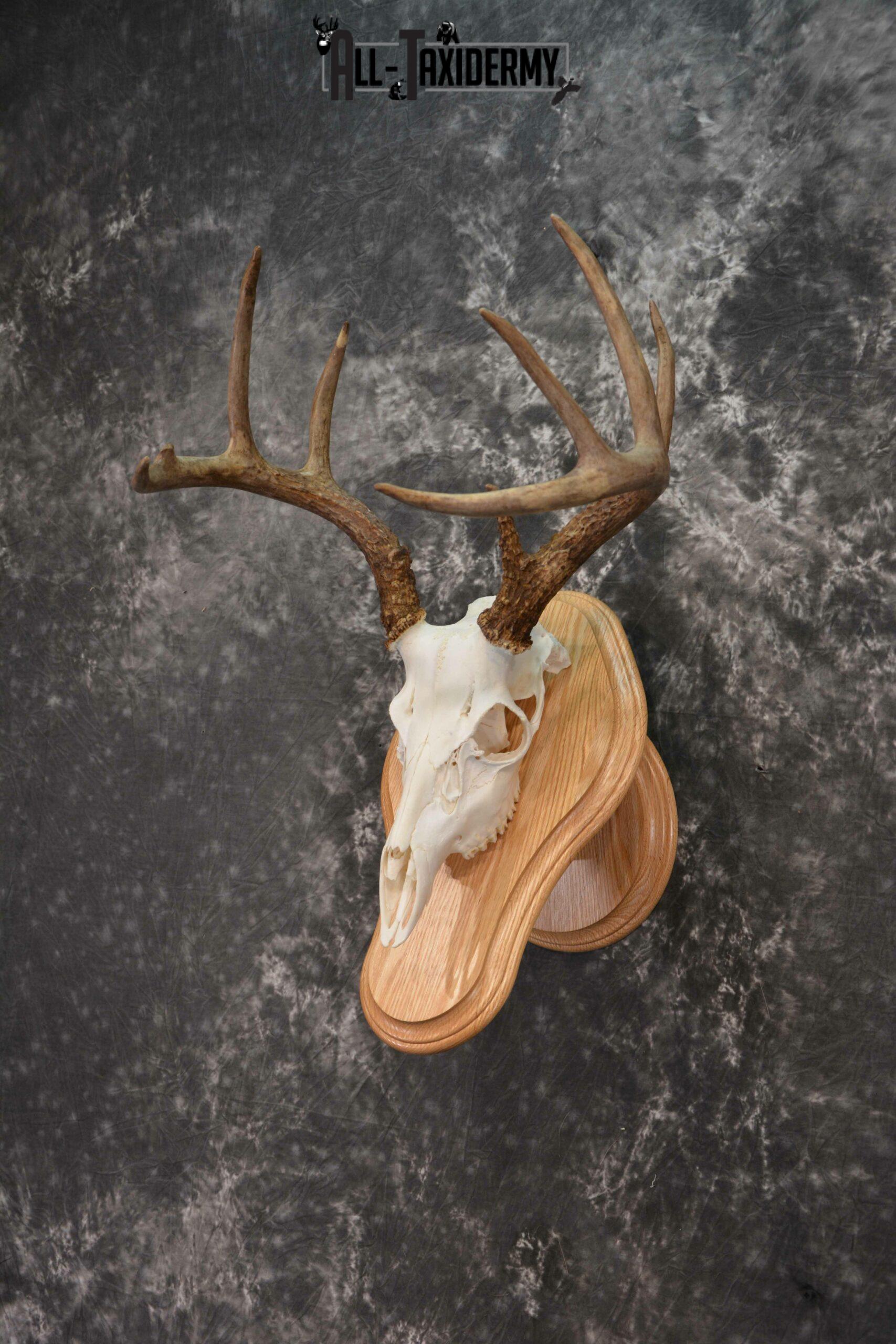 Whitetail deer European skull mounted to solid oak plaque for sale SKU 1223 - Image 2
