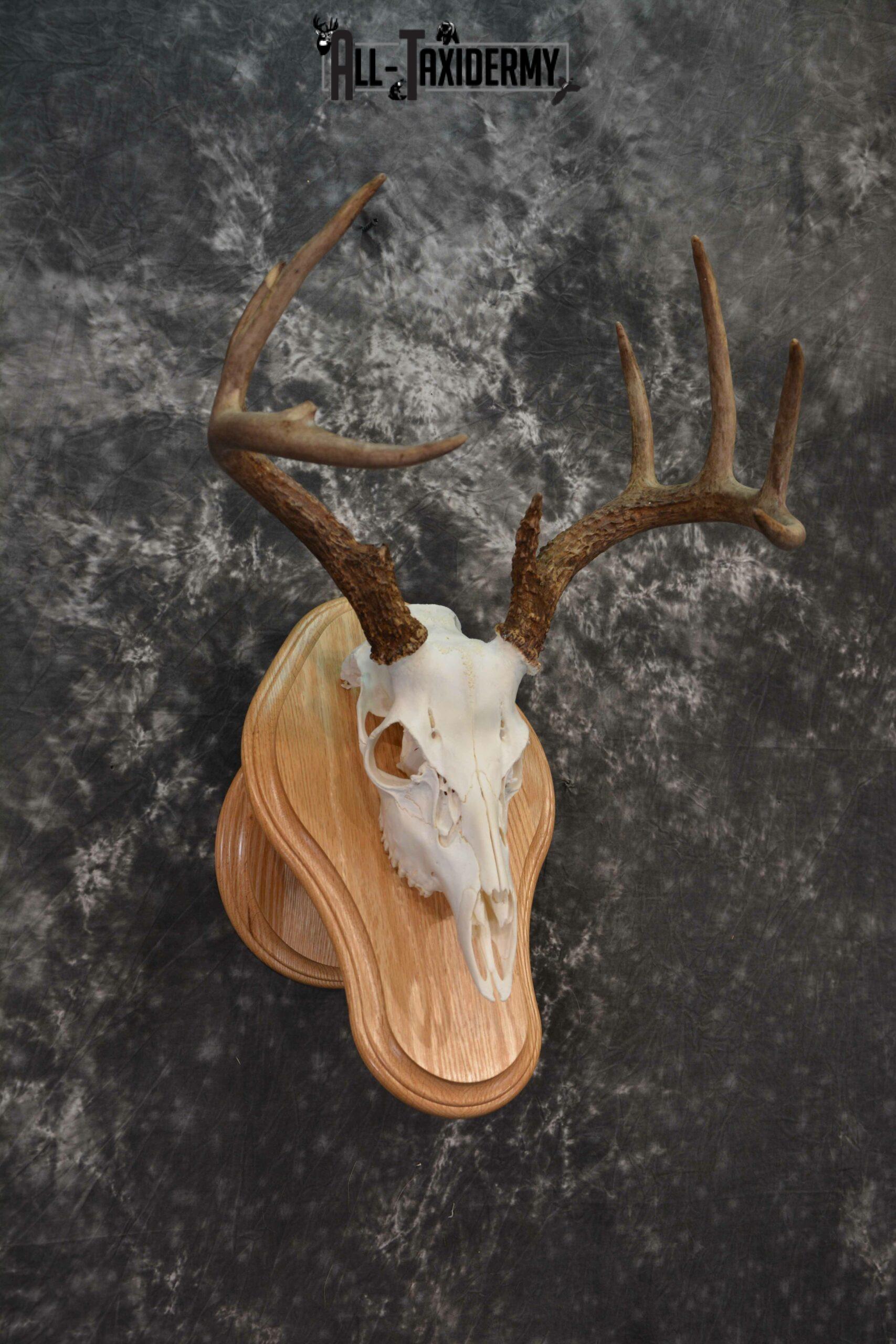 Whitetail deer European skull mounted to solid oak plaque for sale SKU 1223 - Image 3