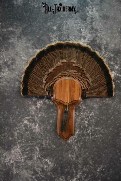 Eastern Turkey taxidermy tail fan and beard combo display  for sale SKU 1224
