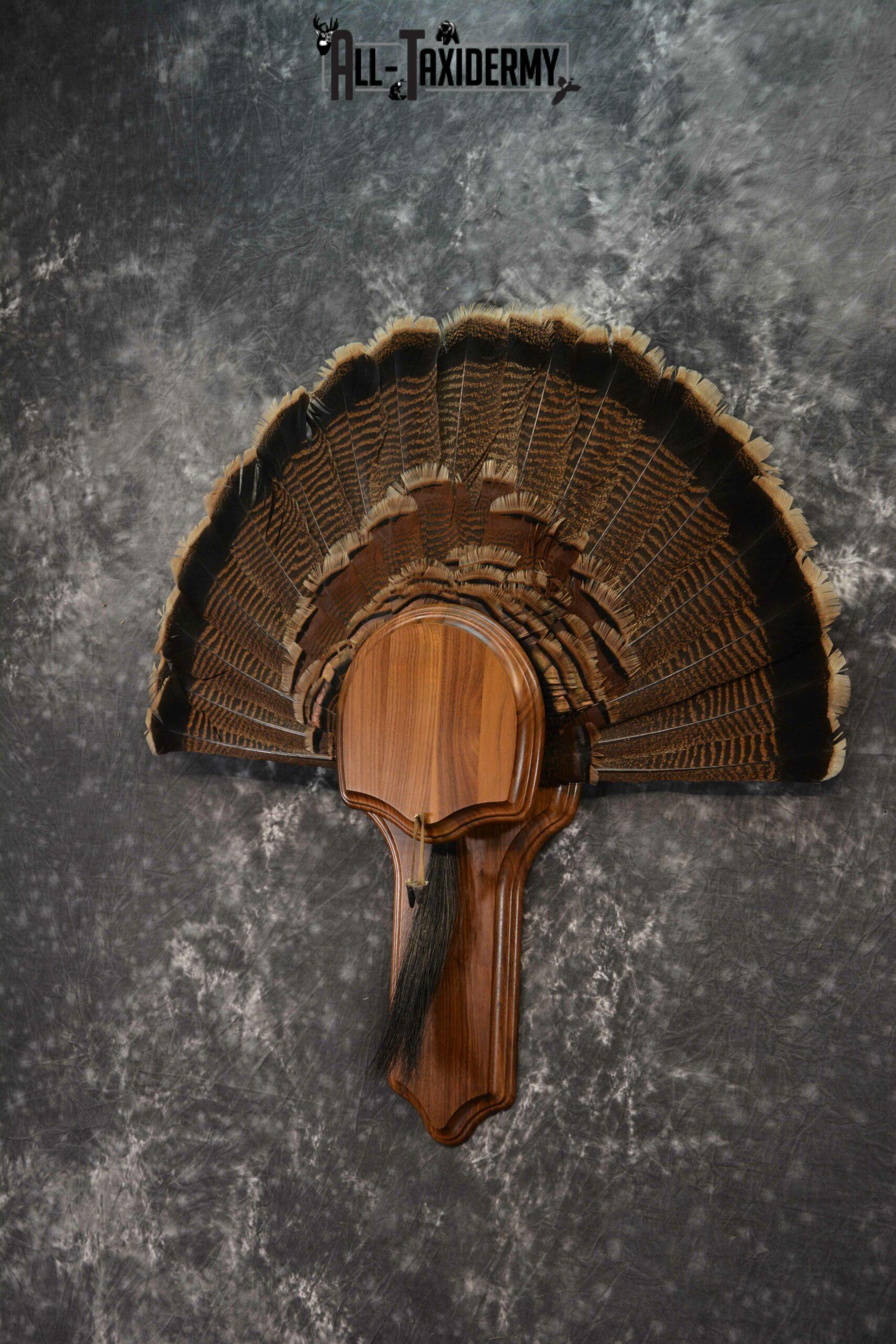 Eastern Turkey taxidermy tail fan and beard combo display for sale SKU 1224 - Image 2