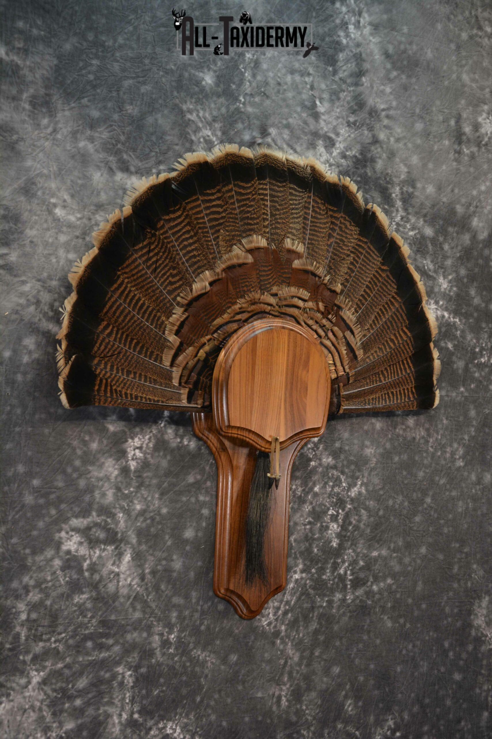 Eastern Turkey taxidermy tail fan and beard combo display for sale SKU 1224 - Image 3