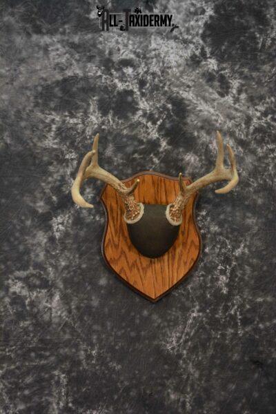 Whitetail antler base plaque for sale SKU 1225