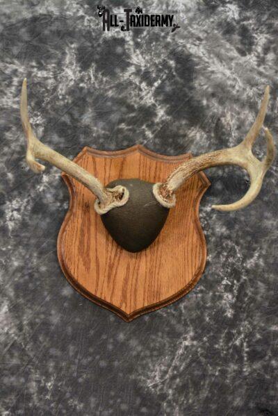Whitetail antler base plaque for sale SKU 1226