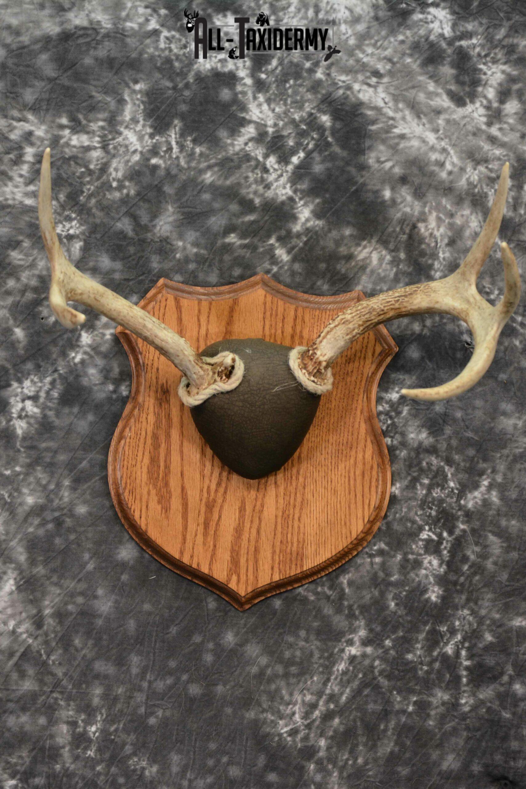 Details about    Heavy Double Brow 153" WHITETAIL DEER RACK Antlers mule mount taxidermy elk 