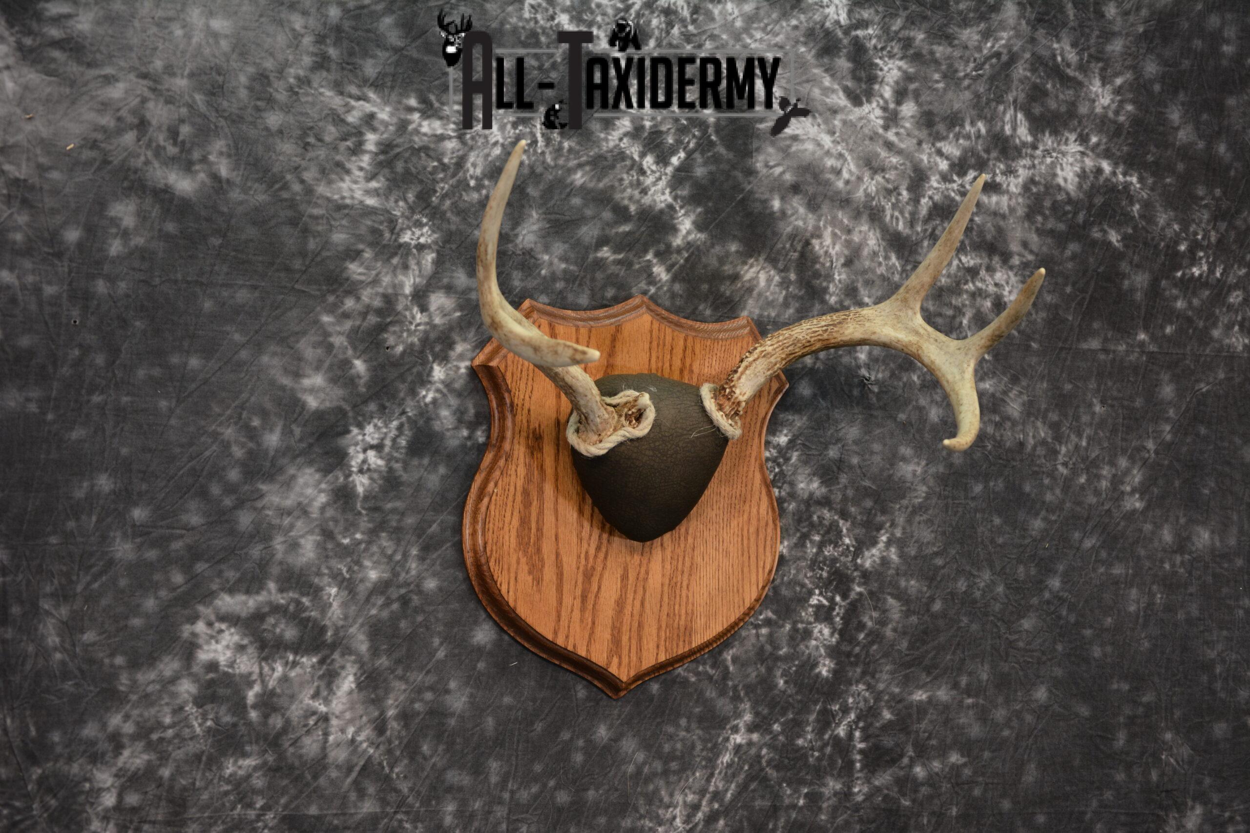 Whitetail antler base plaque for sale SKU 1226 - Image 3