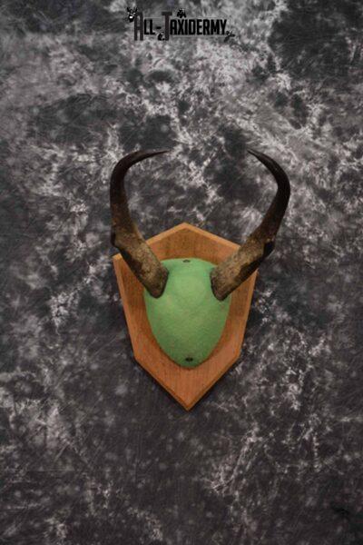 Antelope Pronghorn antler base plaque for sale SKU 1227