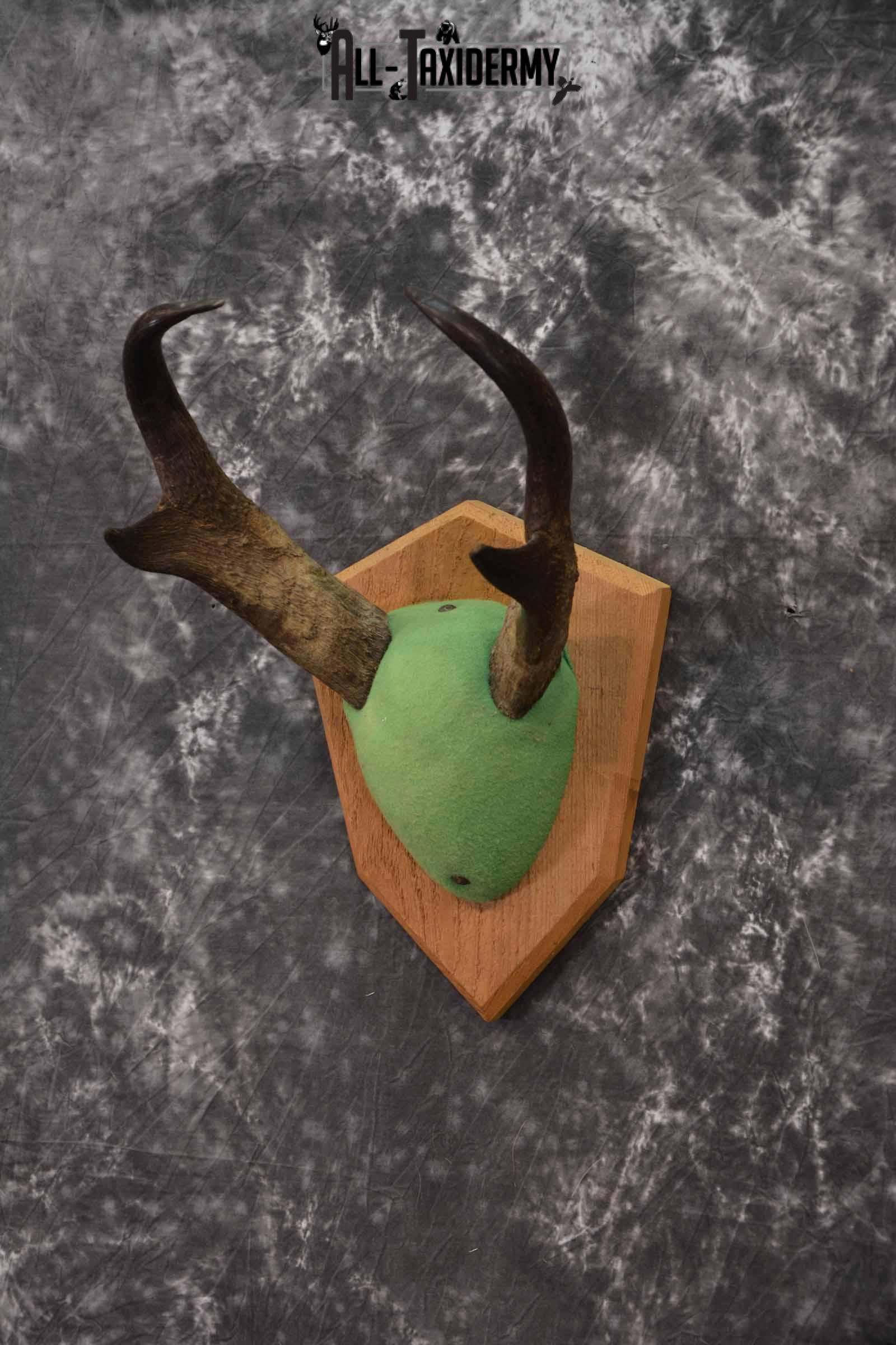 Antelope Pronghorn antler base plaque for sale SKU 1227 - Image 2