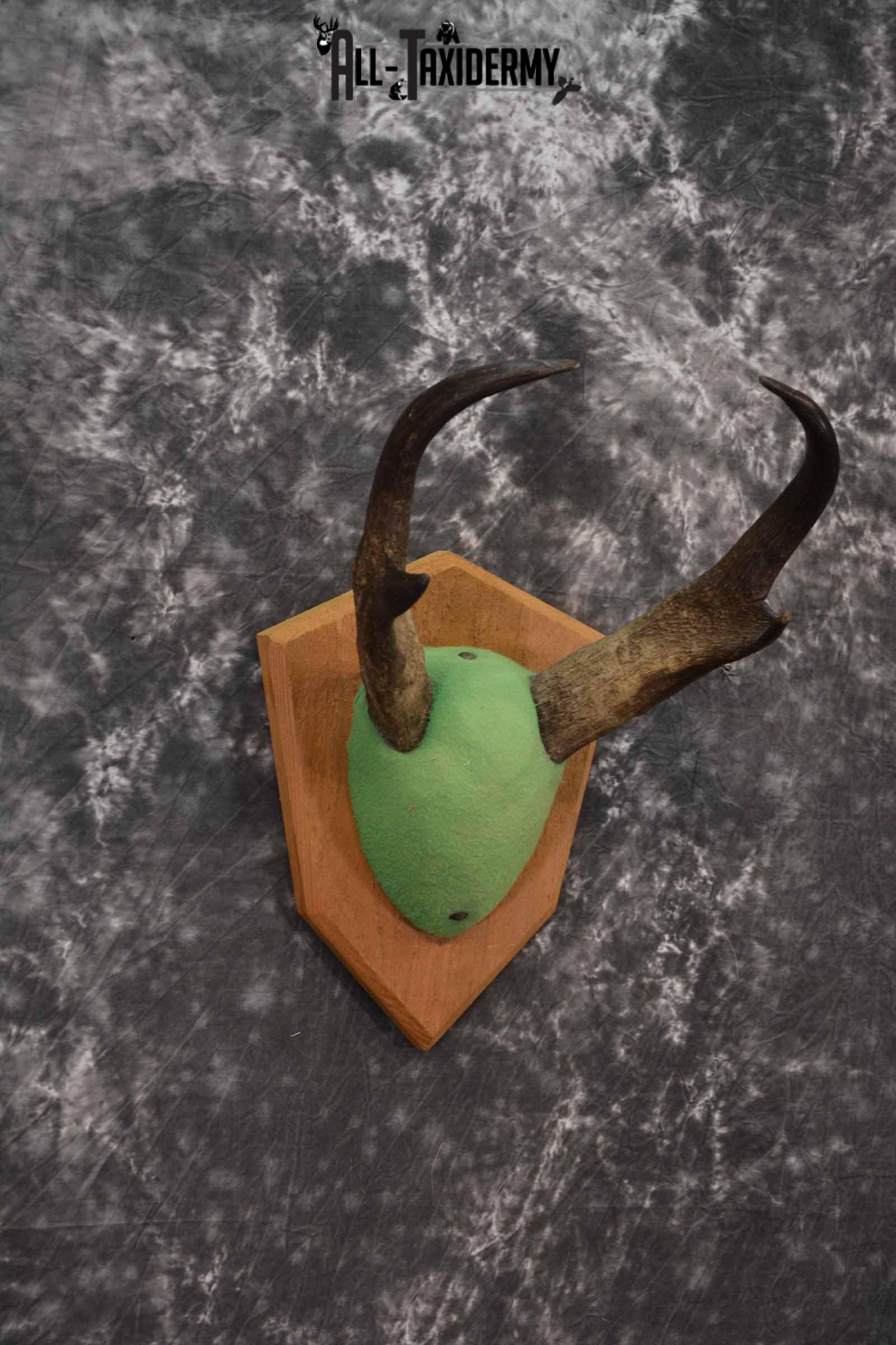 Antelope Pronghorn antler base plaque for sale SKU 1227 - Image 3