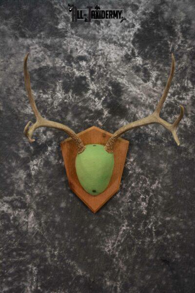 Mule Deer taxidermy antler base plaque for sale SKU 1228