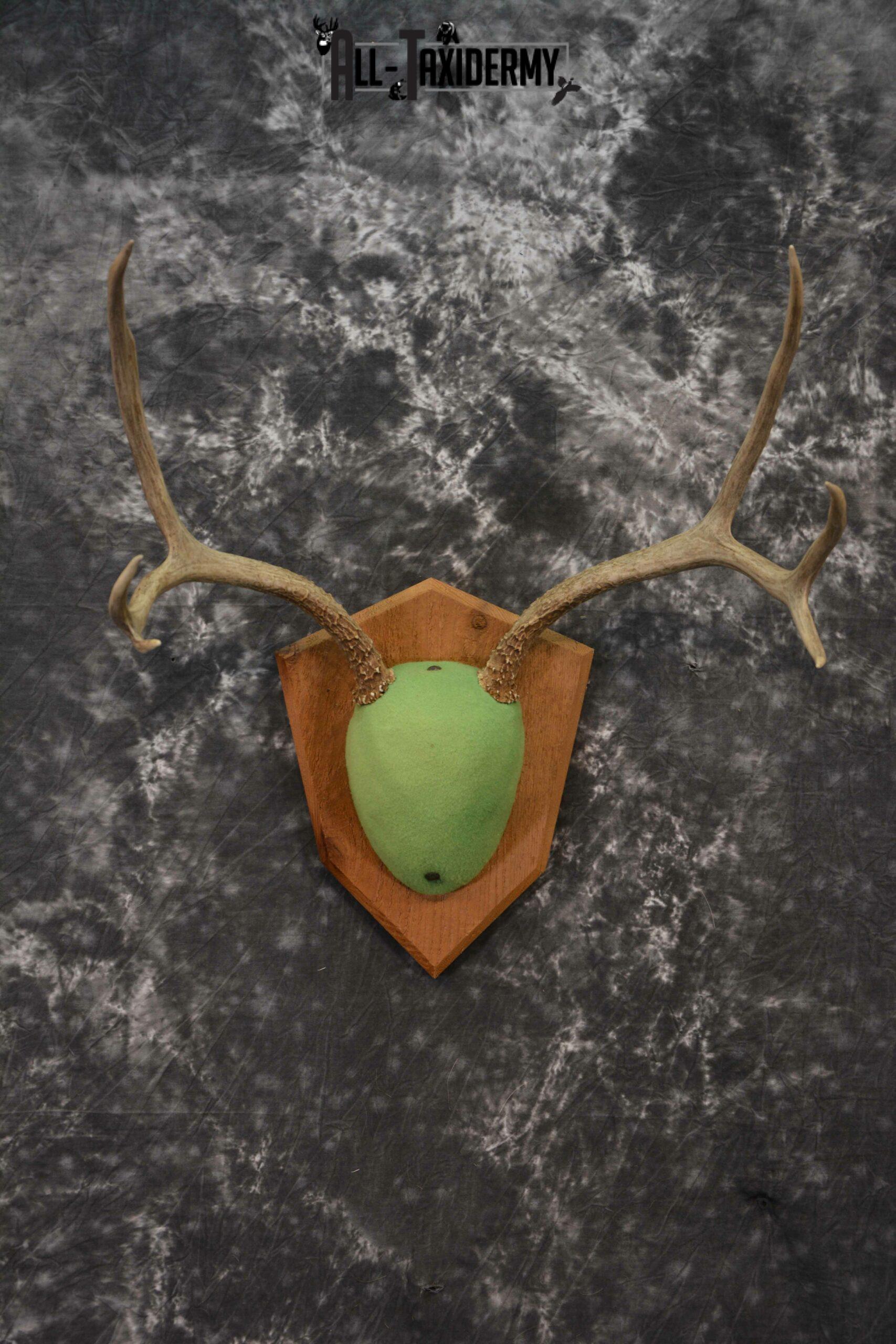 Mule Deer taxidermy antler base plaque for sale SKU 1228