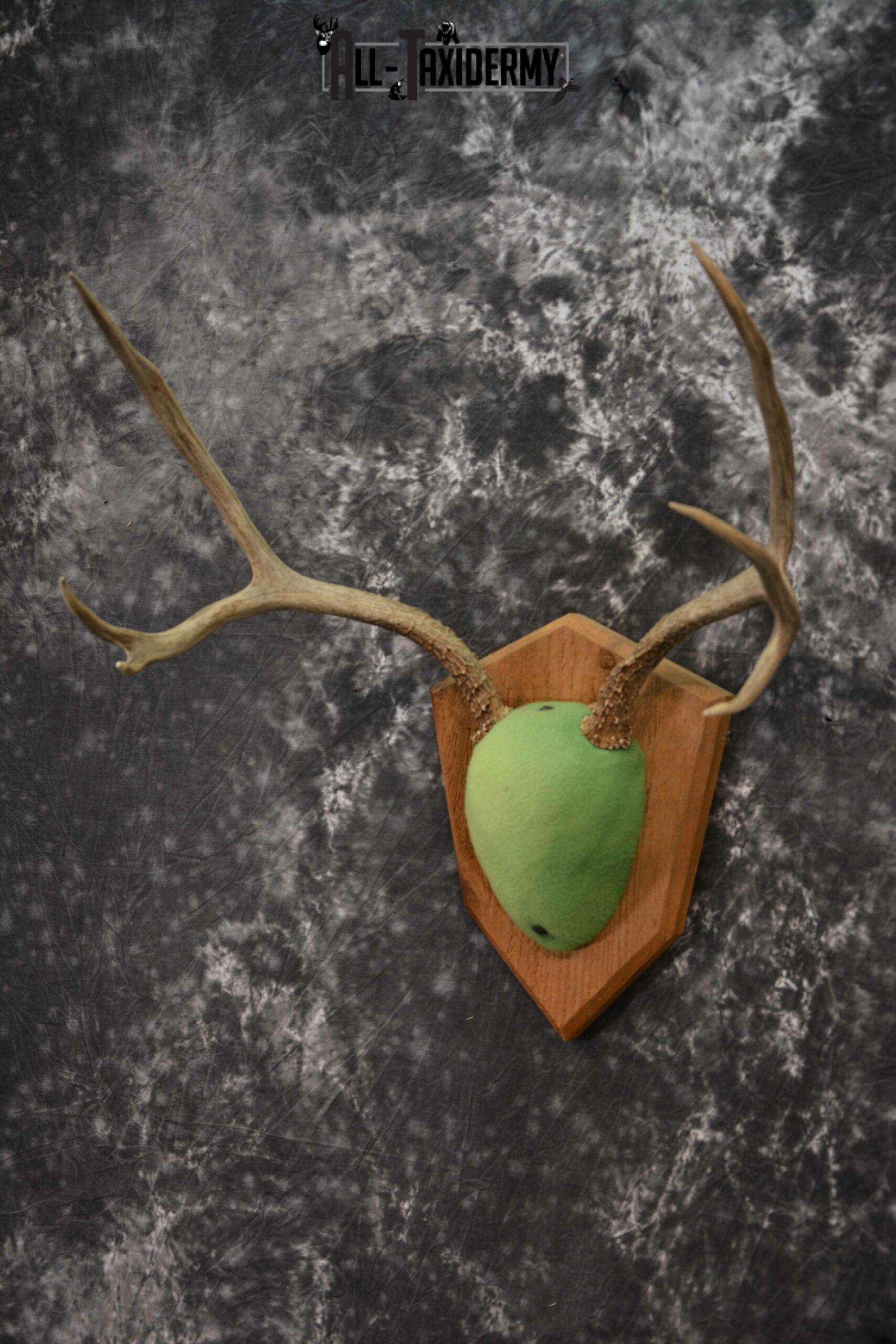 Mule Deer taxidermy antler base plaque for sale SKU 1228 - Image 2