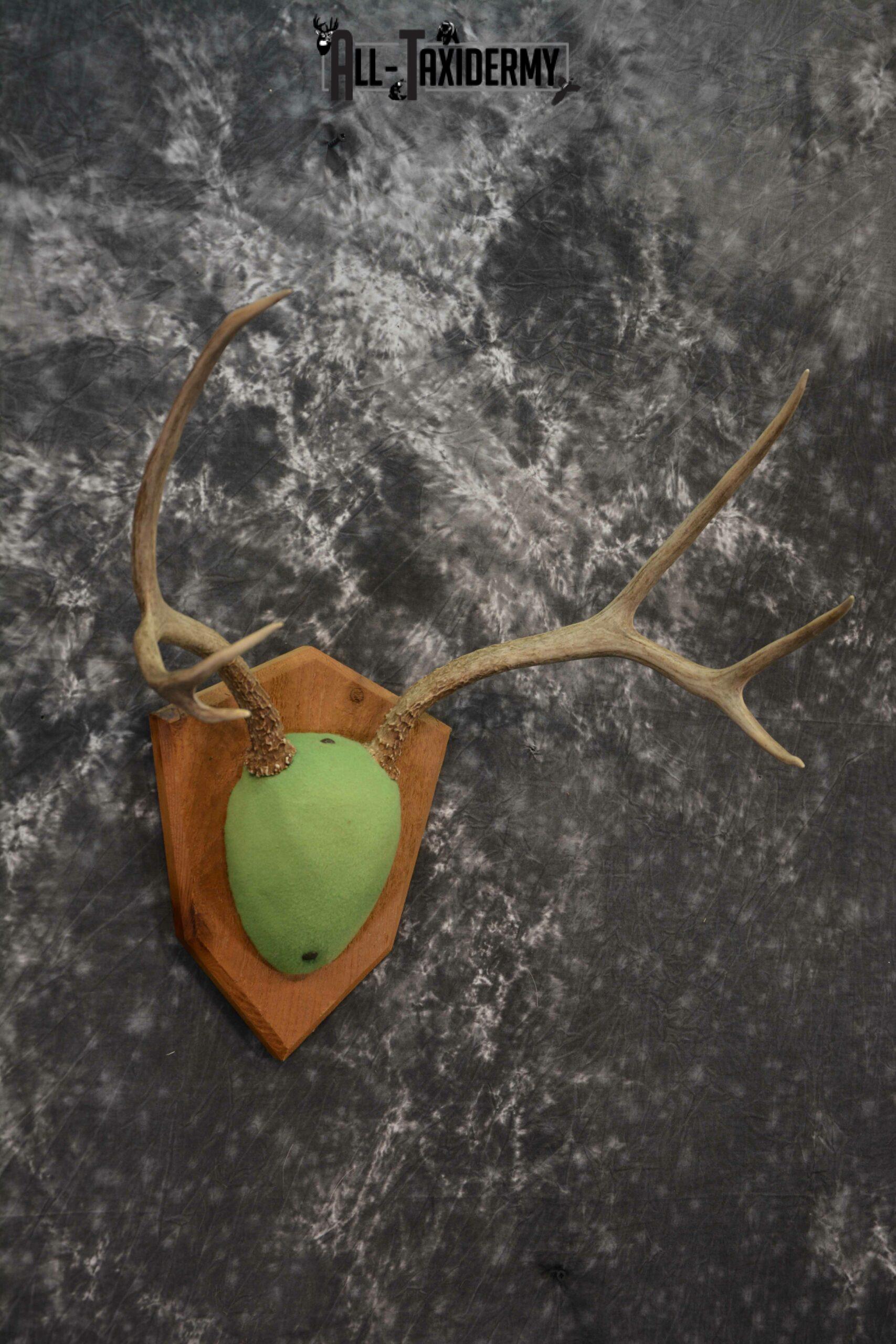 Mule Deer taxidermy antler base plaque for sale SKU 1228 - Image 3