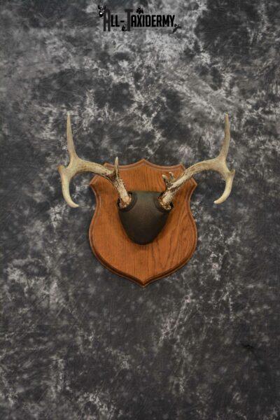 Whitetail Taxidermy antler base plaque for sale SKU 1229