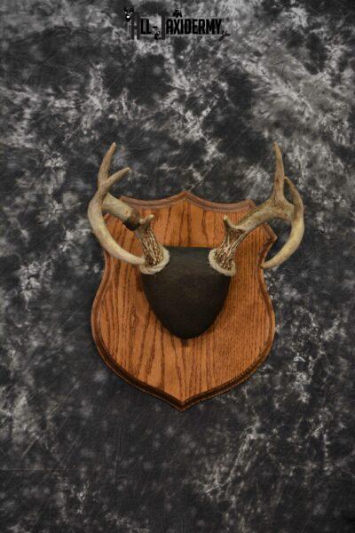 Whitetail deer taxidermy antler base plaque for sale SKU 1230