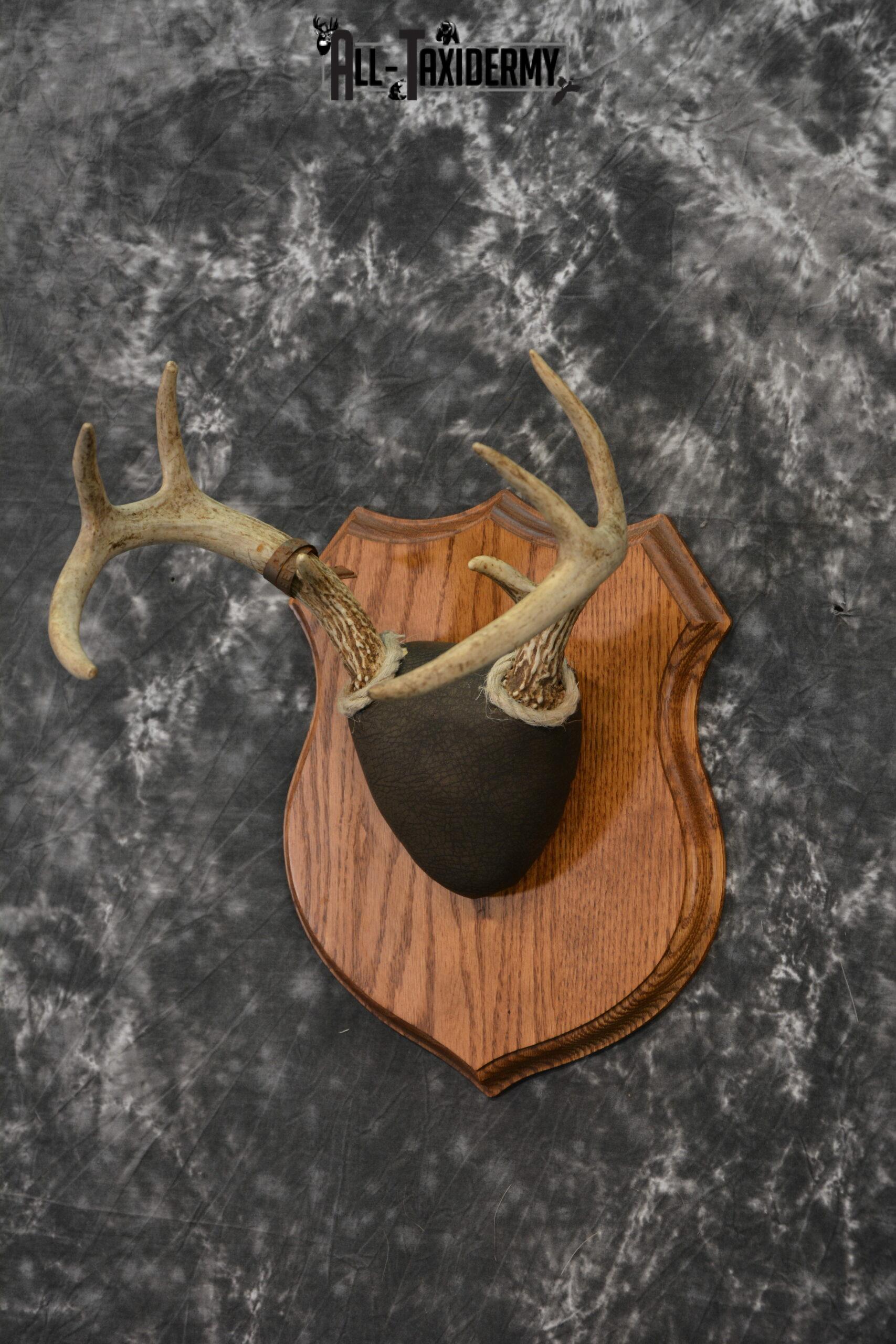Whitetail deer taxidermy antler base plaque for sale SKU 1230 - Image 3