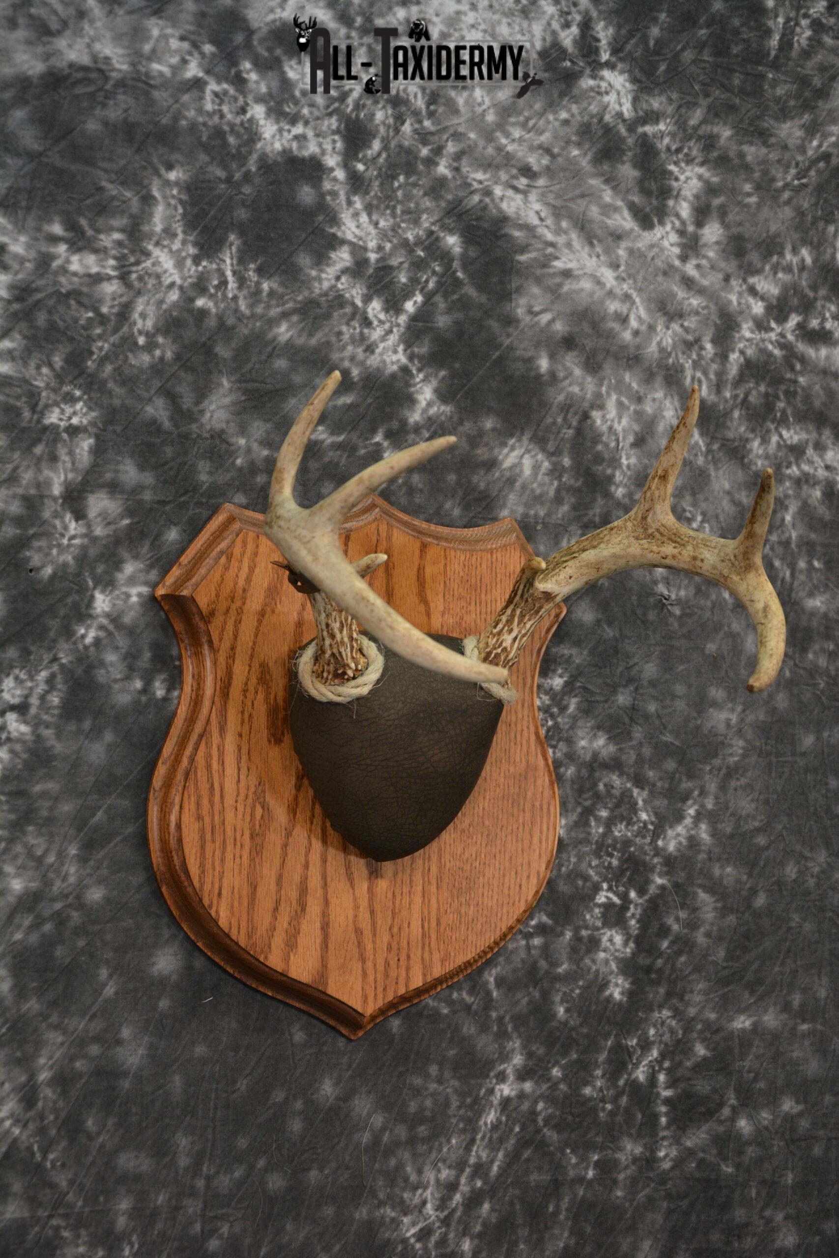 Whitetail deer taxidermy antler base plaque for sale SKU 1230 - Image 2