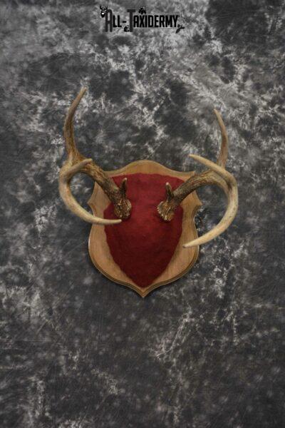 Whitetail deer antler base plaque for sale SKU 1232