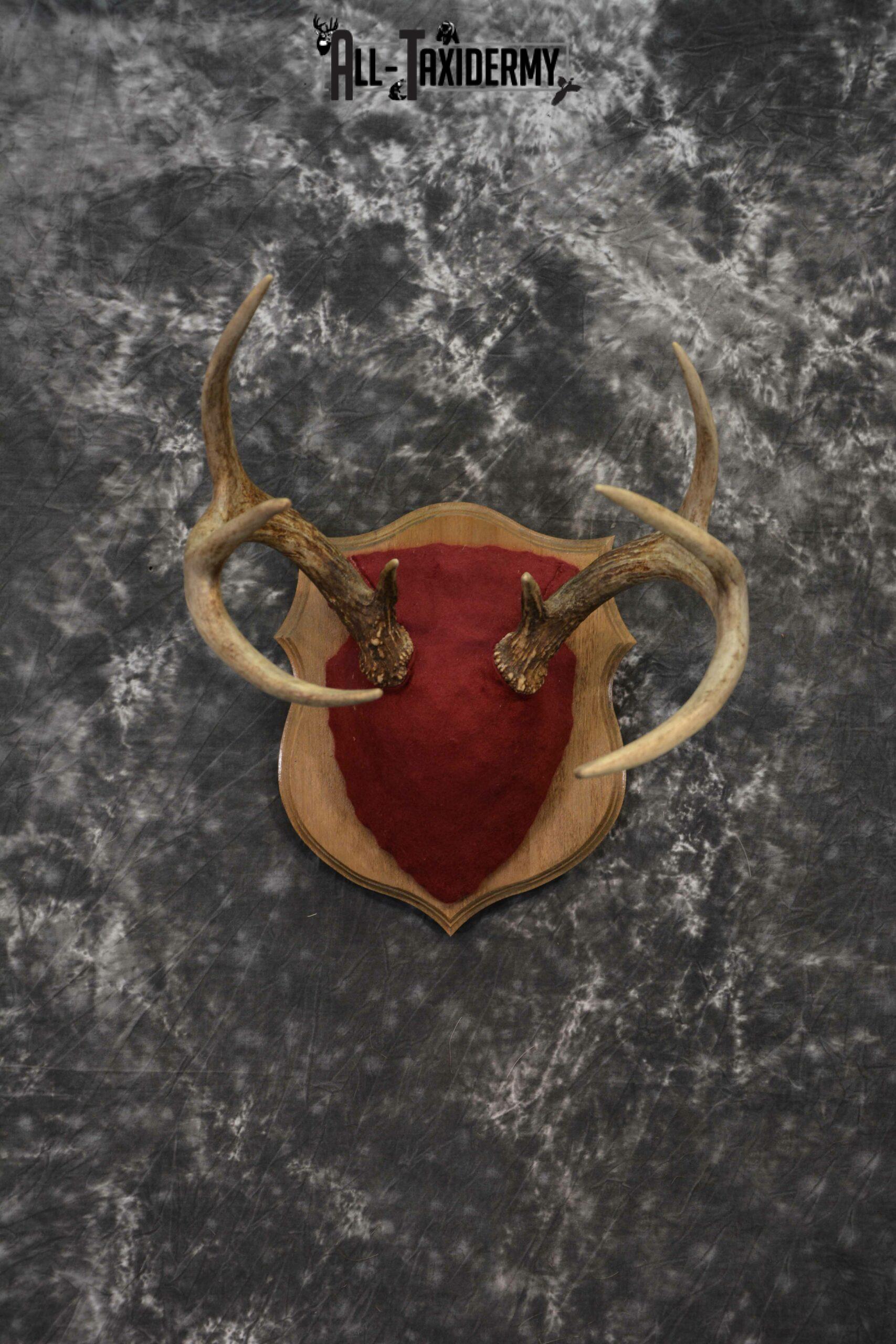 Whitetail deer antler base plaque for sale SKU 1232