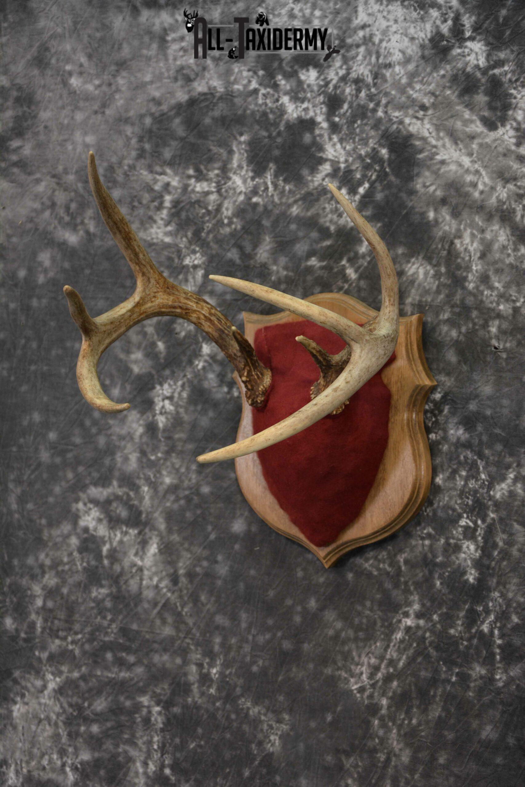 Whitetail deer antler base plaque for sale SKU 1232 - Image 2