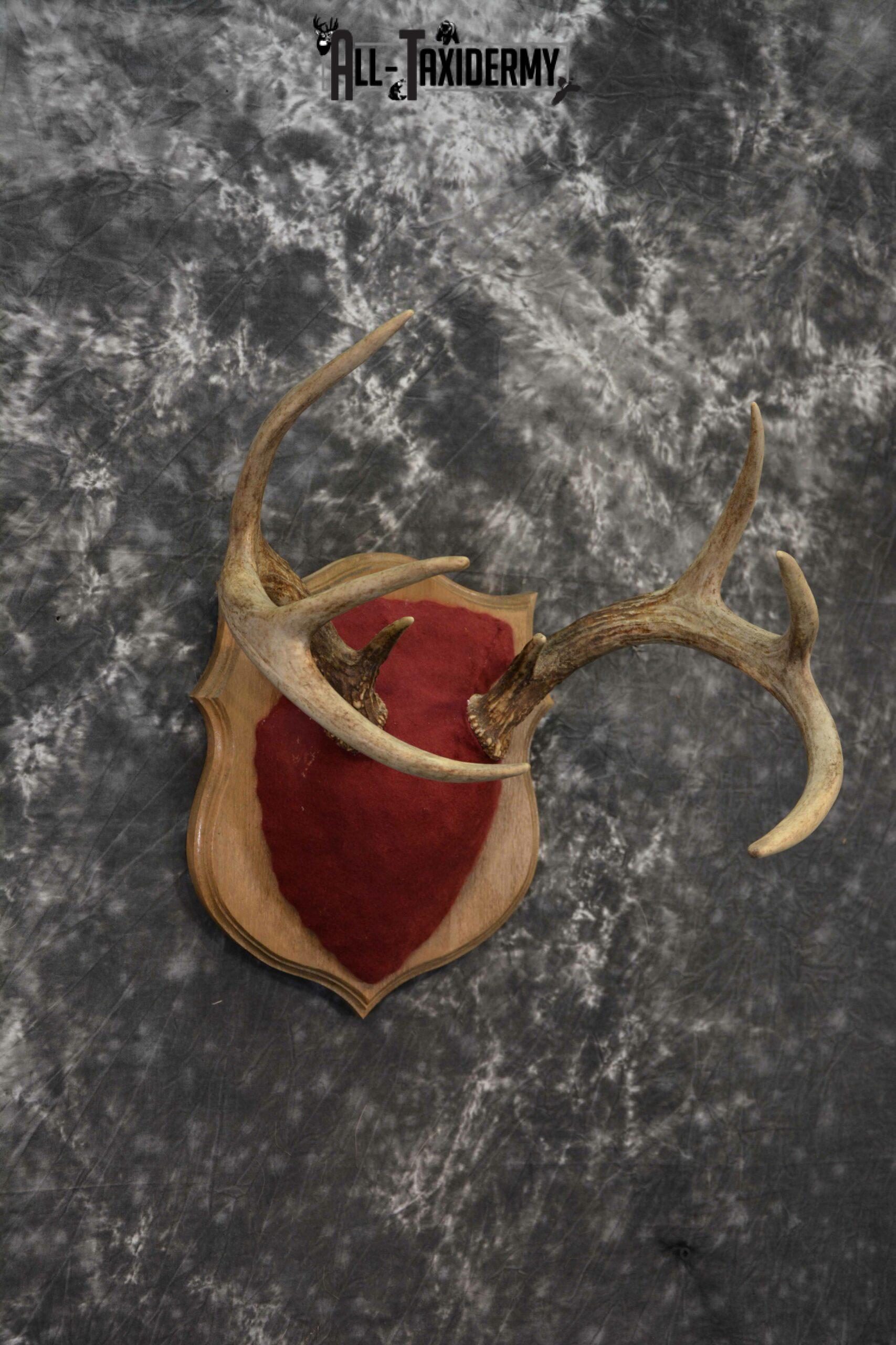 Whitetail deer antler base plaque for sale SKU 1232 - Image 3