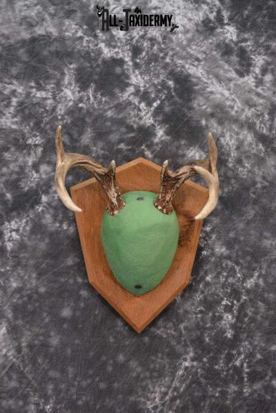 Whitetail antler base plaque for sale SKU 1231