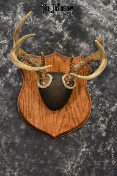 Whitetail taxidermy antler base plaque for sale SKU 1233