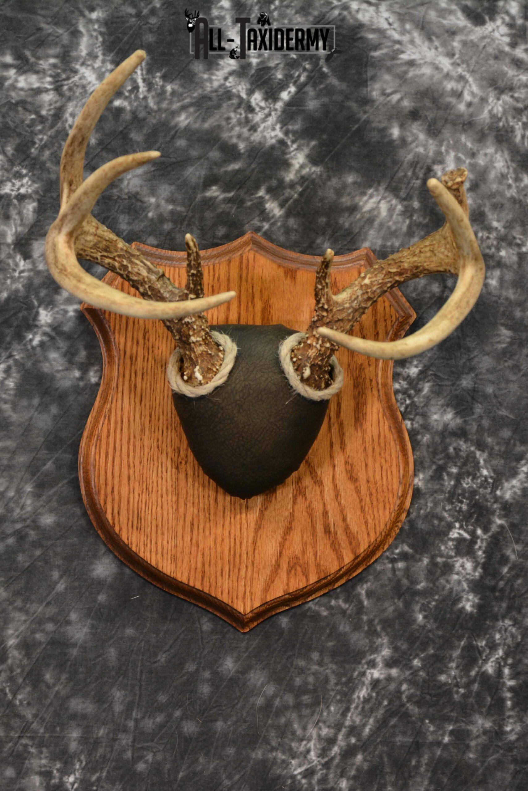 Whitetail taxidermy antler base plaque for sale SKU 1233
