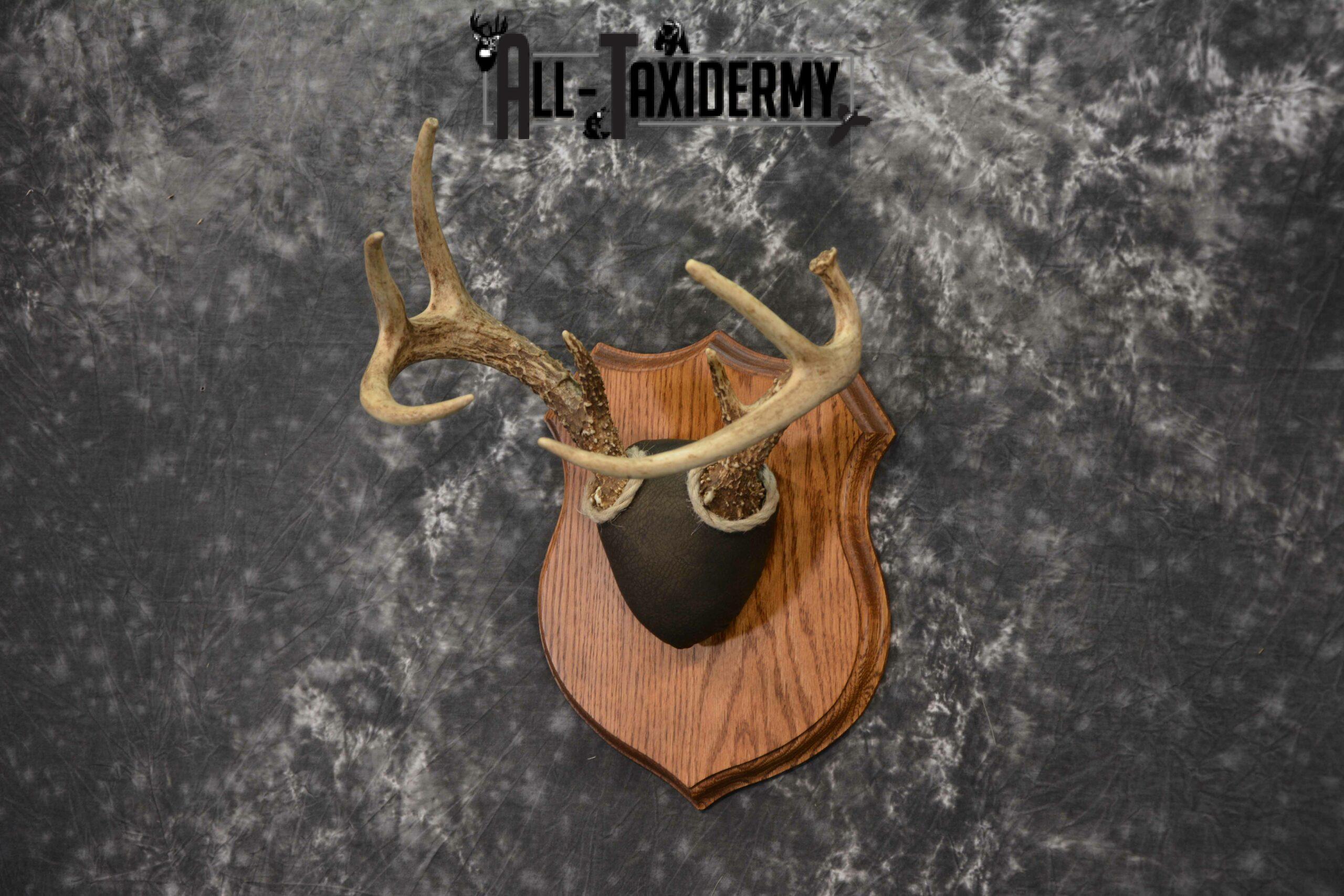 Whitetail taxidermy antler base plaque for sale SKU 1233 - Image 2