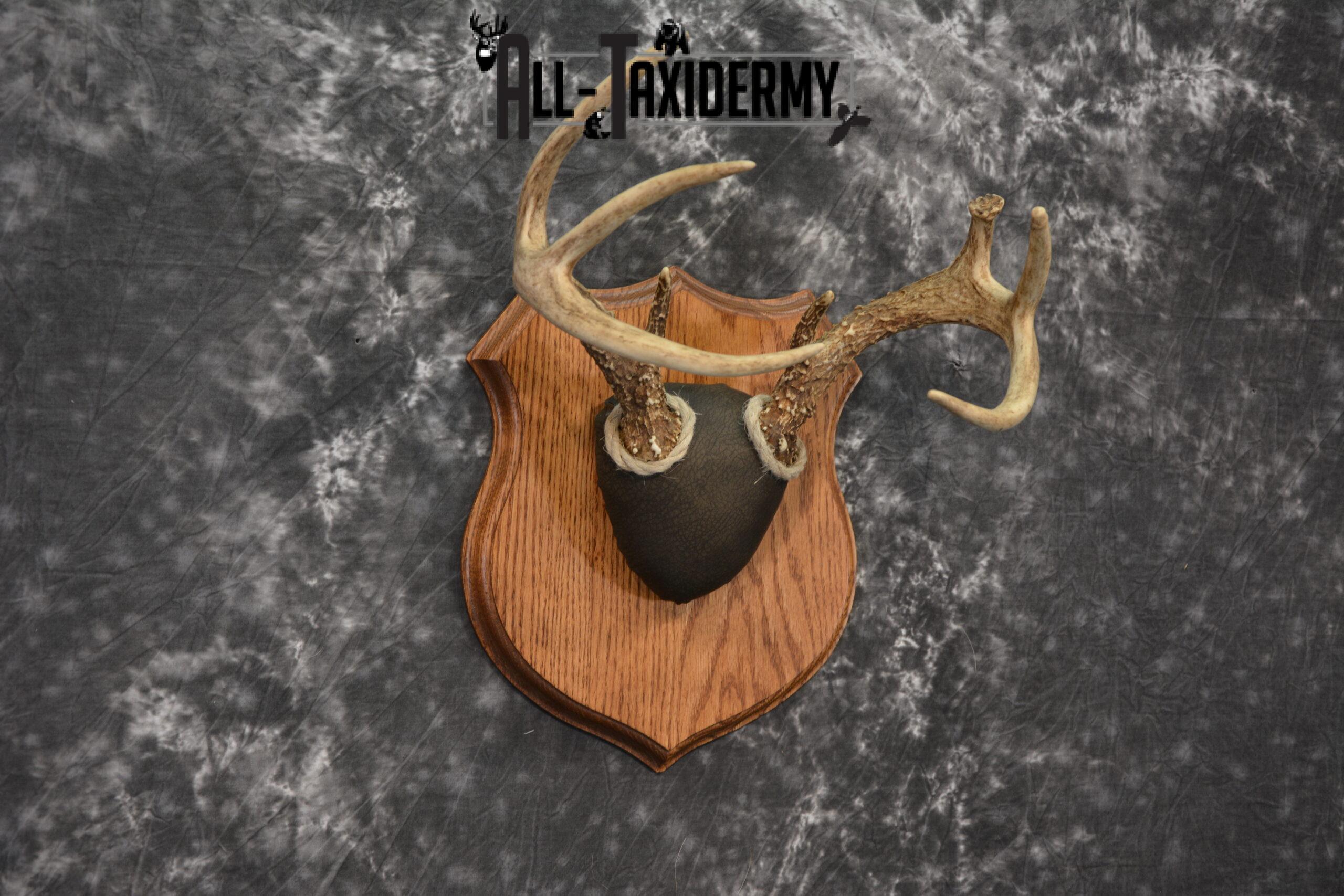 Whitetail taxidermy antler base plaque for sale SKU 1233 - Image 3