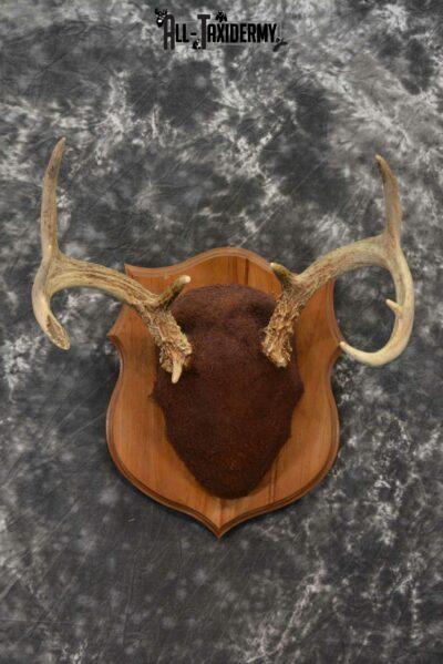 Whitetail taxidermy antler base plaque for sale SKU 1234