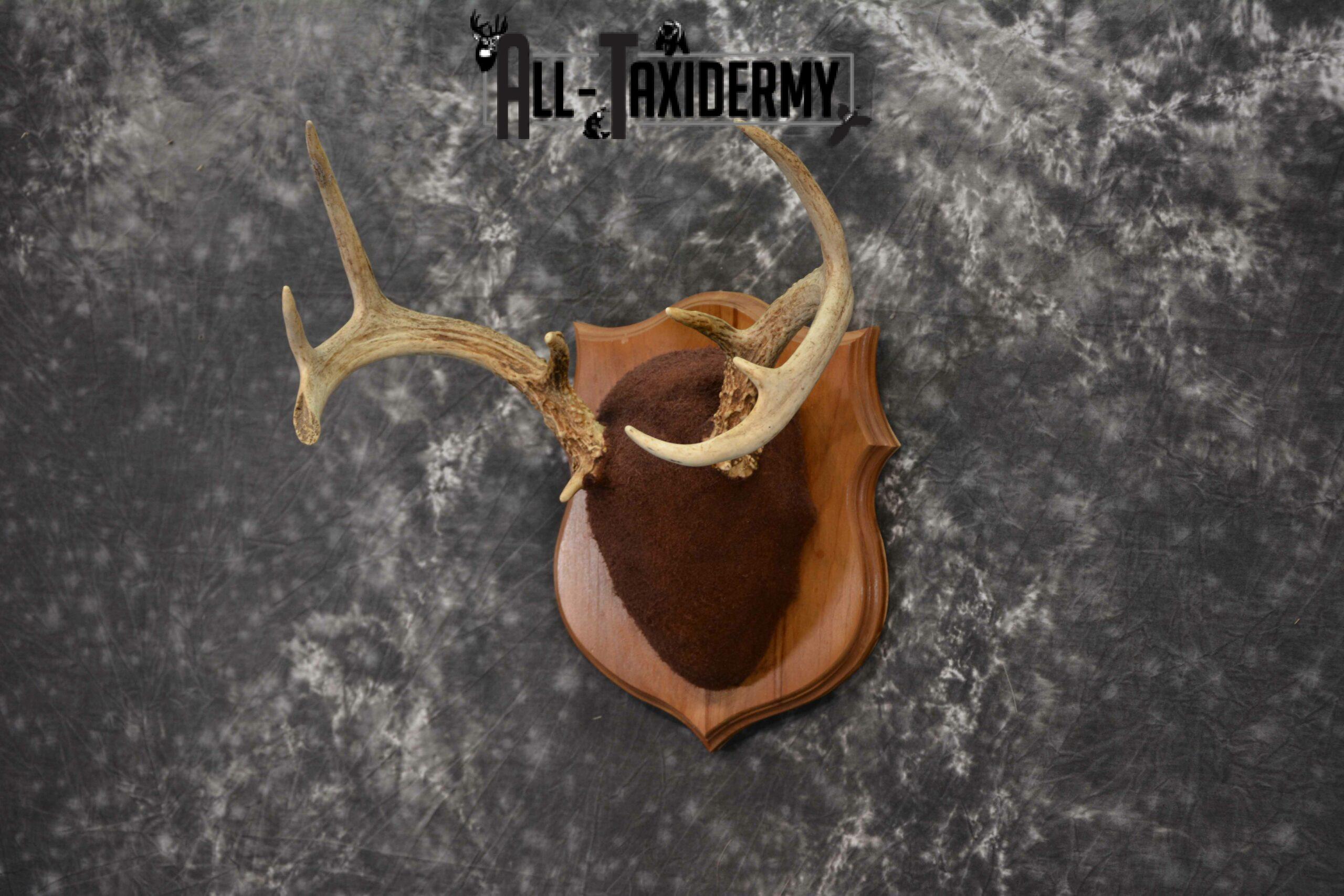 Whitetail taxidermy antler base plaque for sale SKU 1234 - Image 2