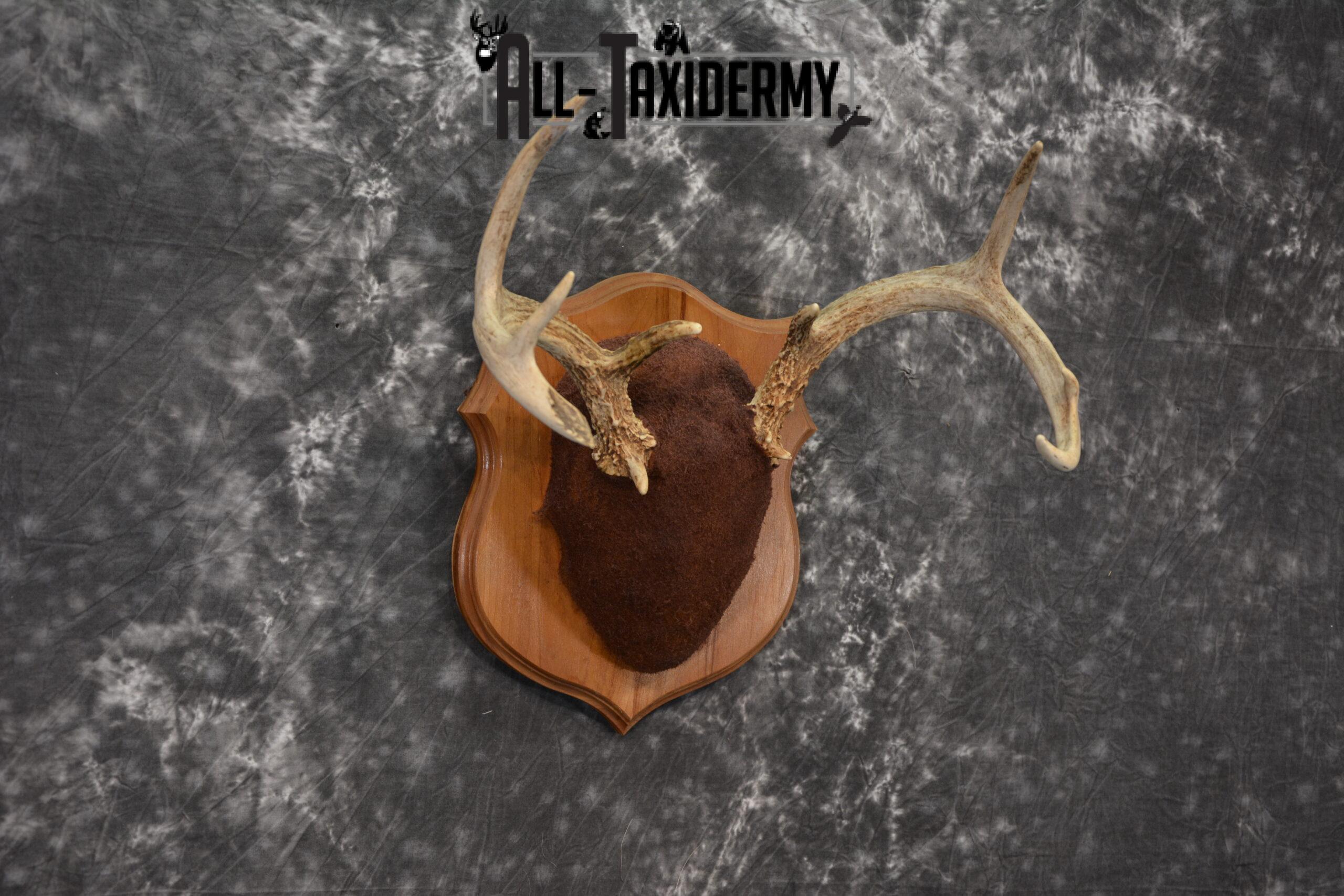 Whitetail taxidermy antler base plaque for sale SKU 1234 - Image 3
