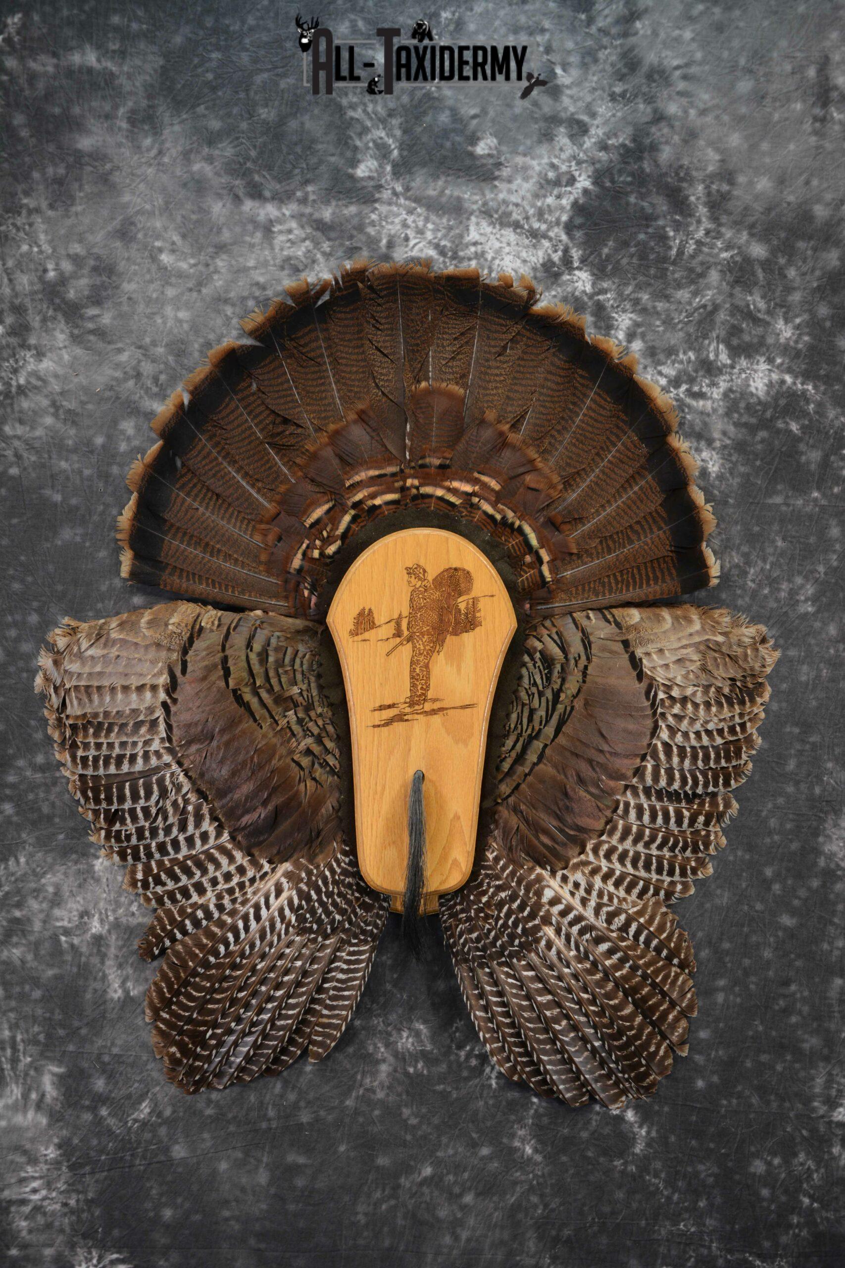 Eastern Turkey Taxidermy Wing, Beard, Tail feather display for sale SKU 1235