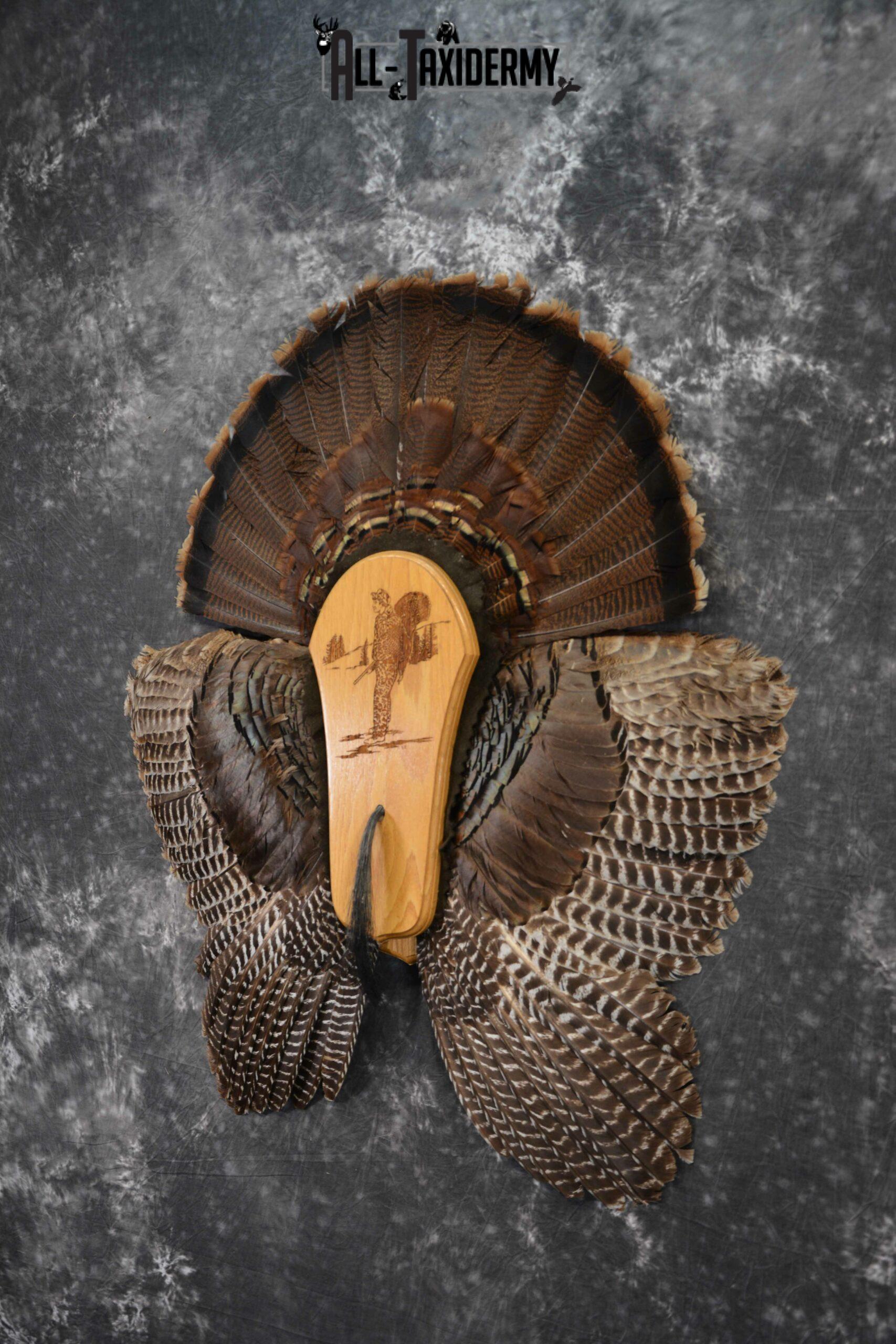Eastern Turkey Taxidermy Wing, Beard, Tail feather display for sale SKU 1235 - Image 2