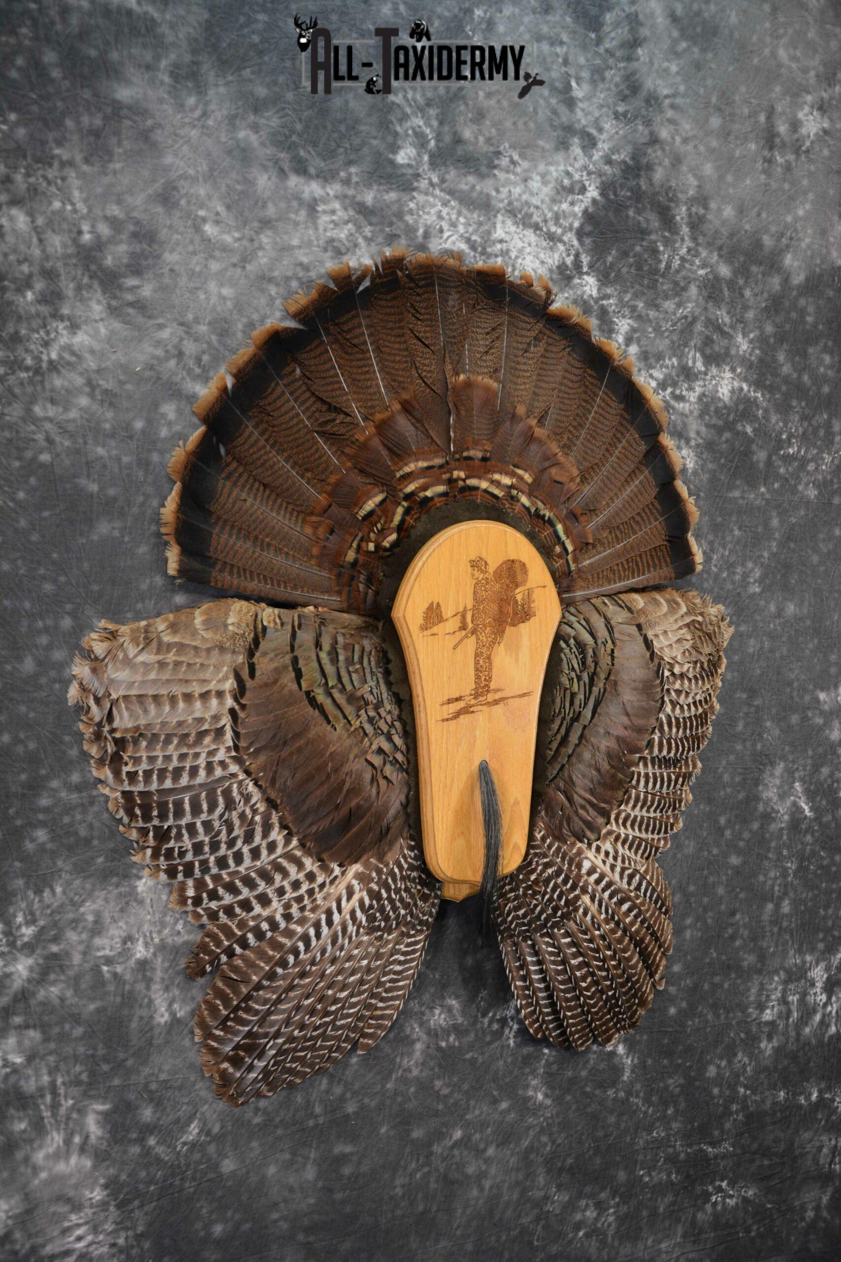 Eastern Turkey Taxidermy Wing, Beard, Tail feather display for sale SKU 1235 - Image 3