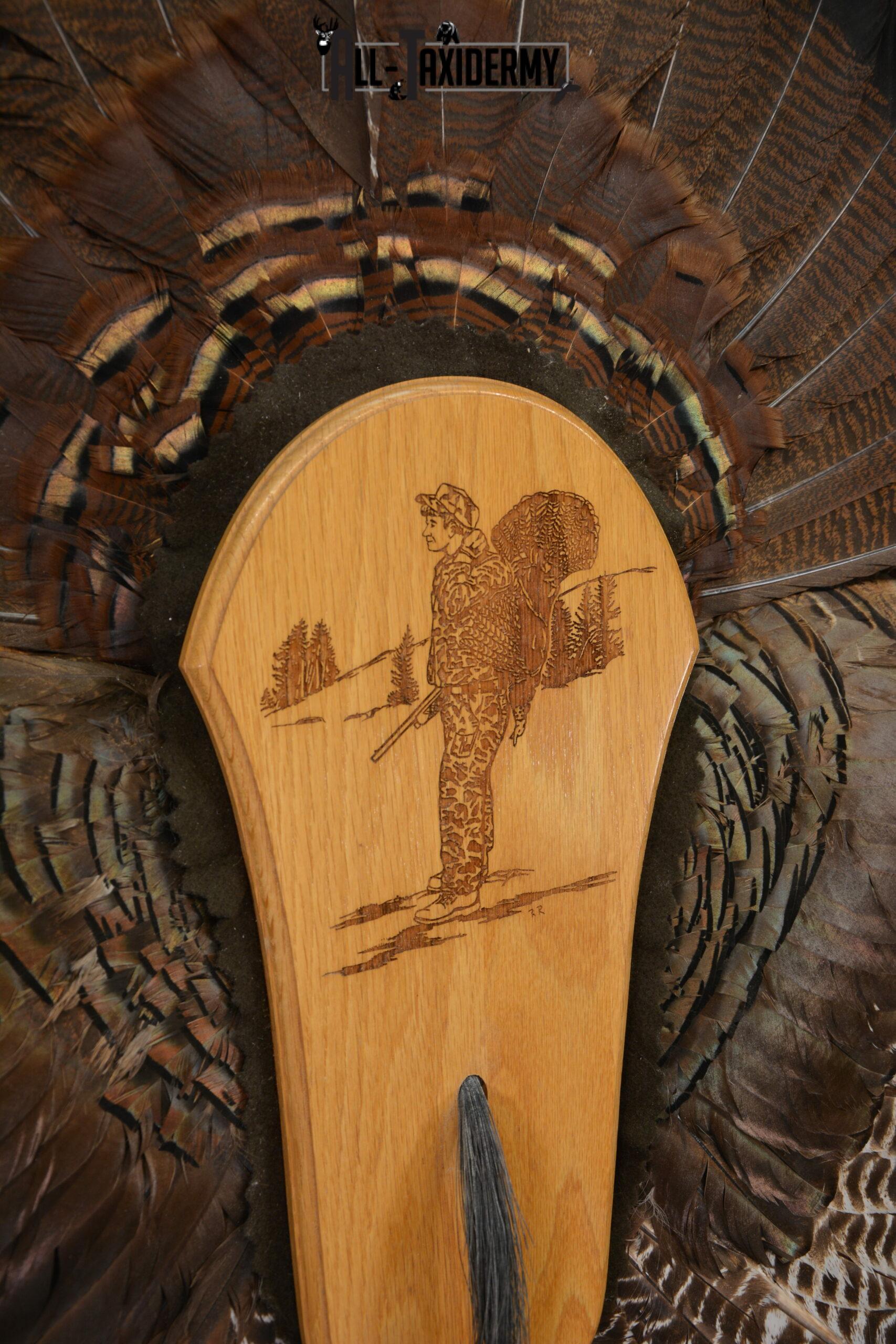 Eastern Turkey Taxidermy Wing, Beard, Tail feather display for sale SKU 1235 - Image 4