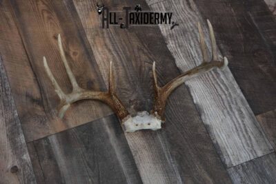 Whitetail deer antler base for sale SKU 1219