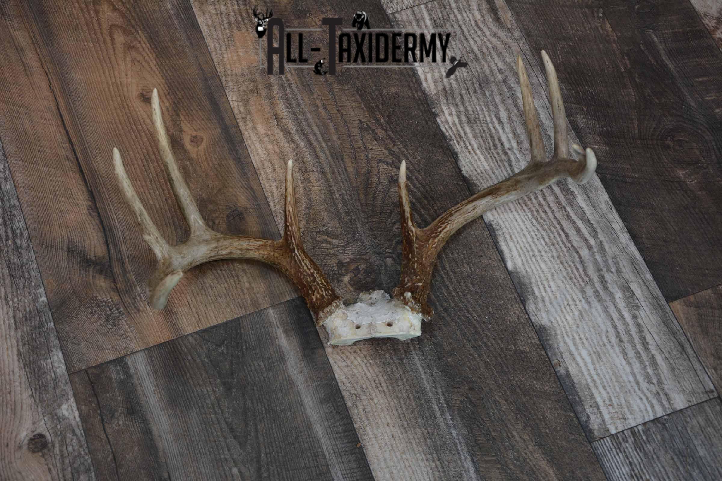 Whitetail deer antler base for sale SKU 1219