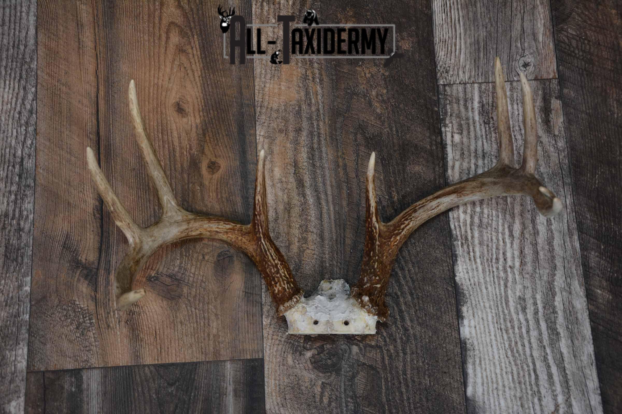 Whitetail deer antler base for sale SKU 1219 - Image 2