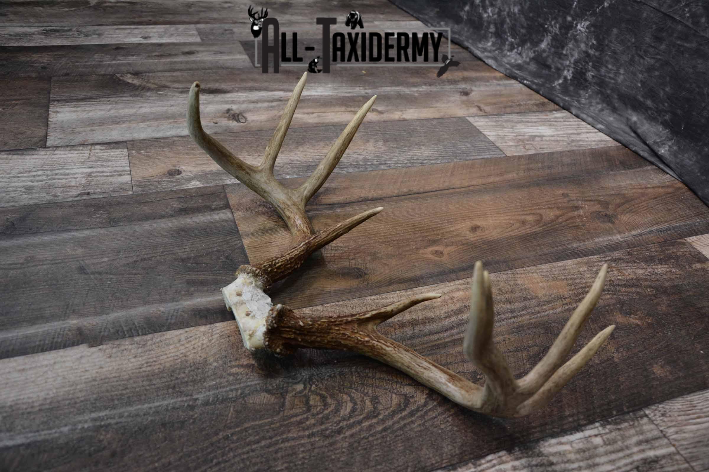 Whitetail deer antler base for sale SKU 1219 - Image 3