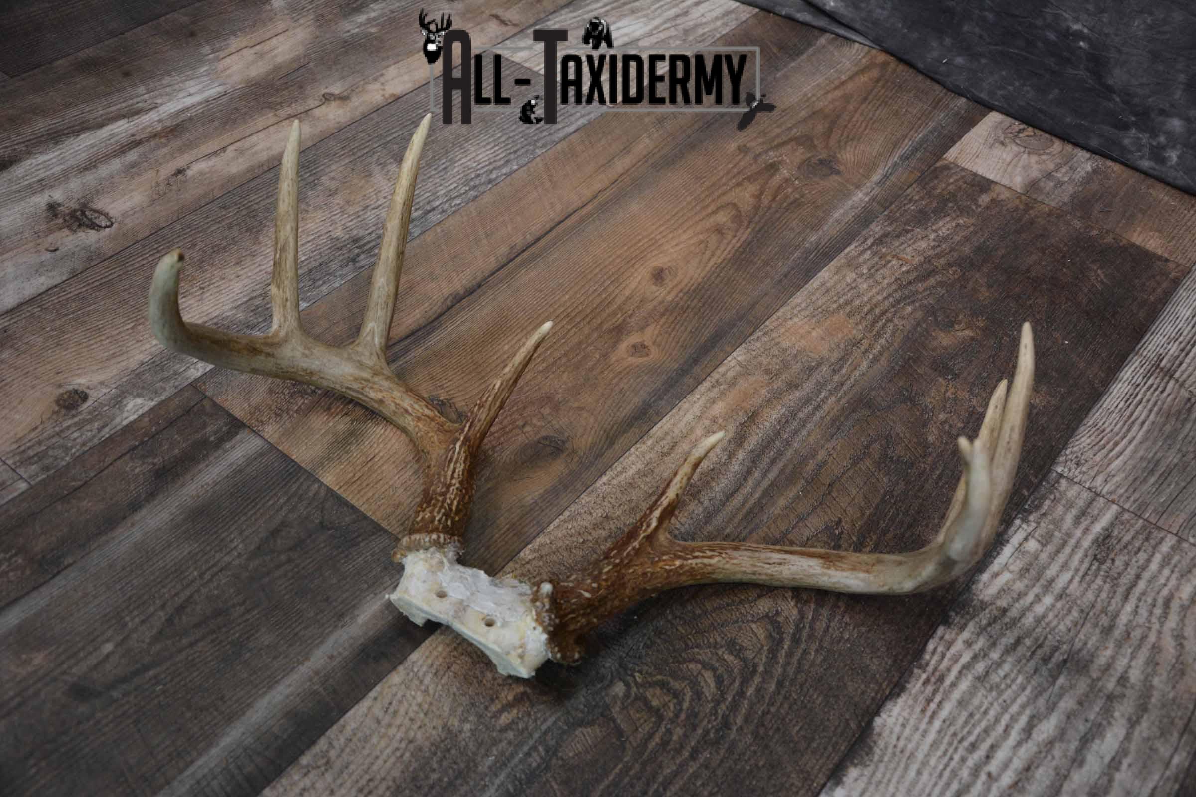 Whitetail deer antler base for sale SKU 1219 - Image 4