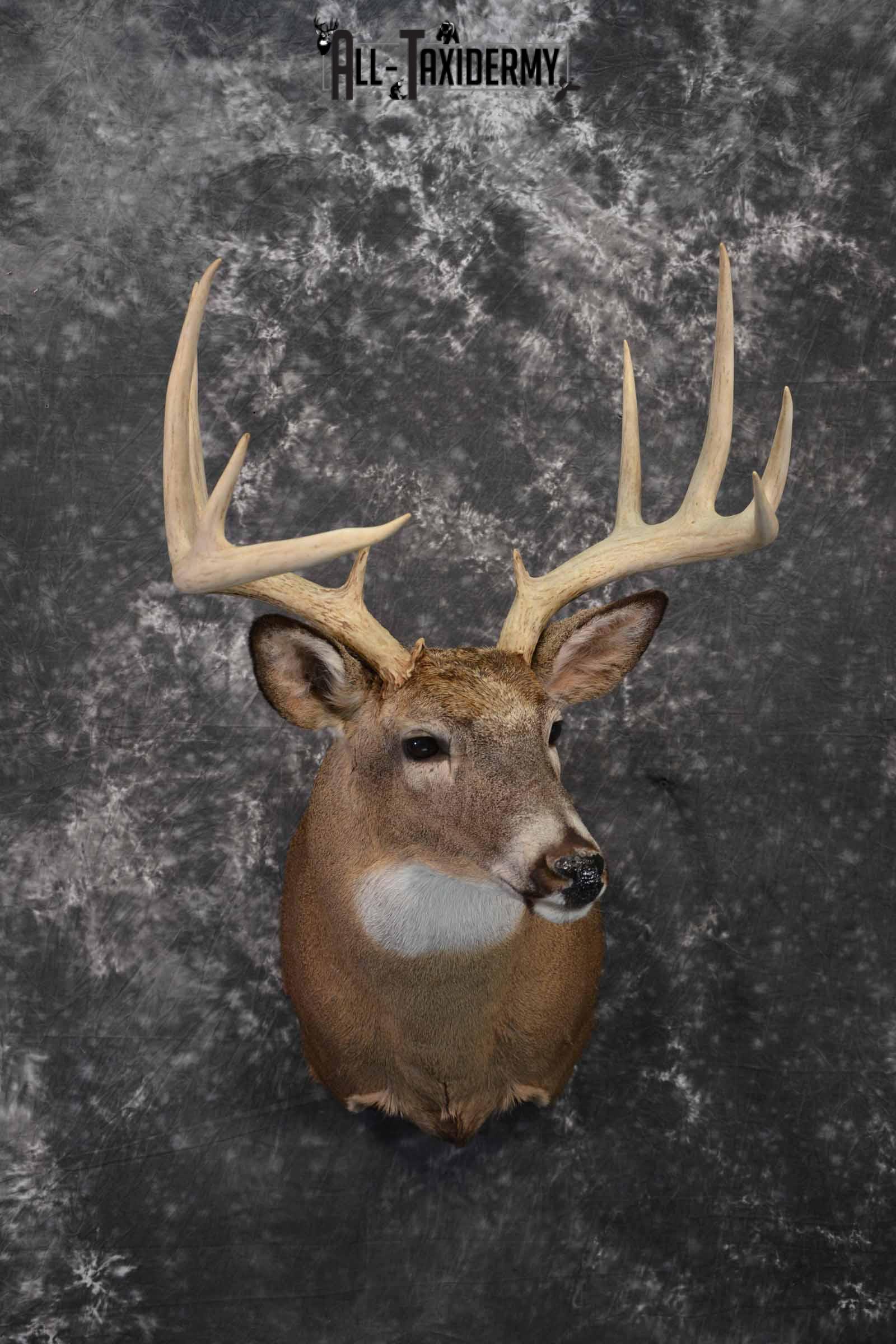 Whitetail Taxidermy deer shoulder mount SKU 1195
