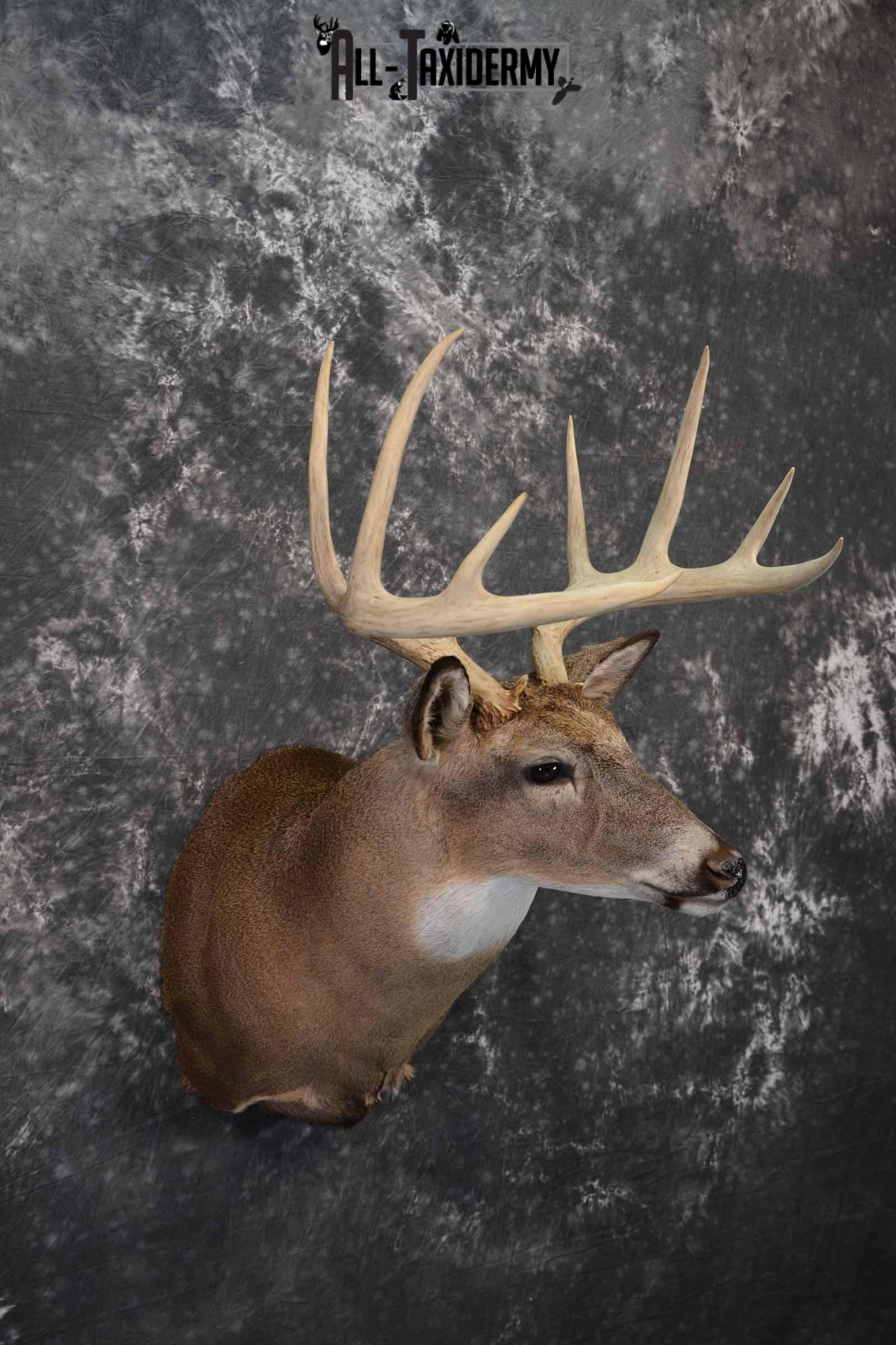 Whitetail Taxidermy deer shoulder mount SKU 1195 - Image 3