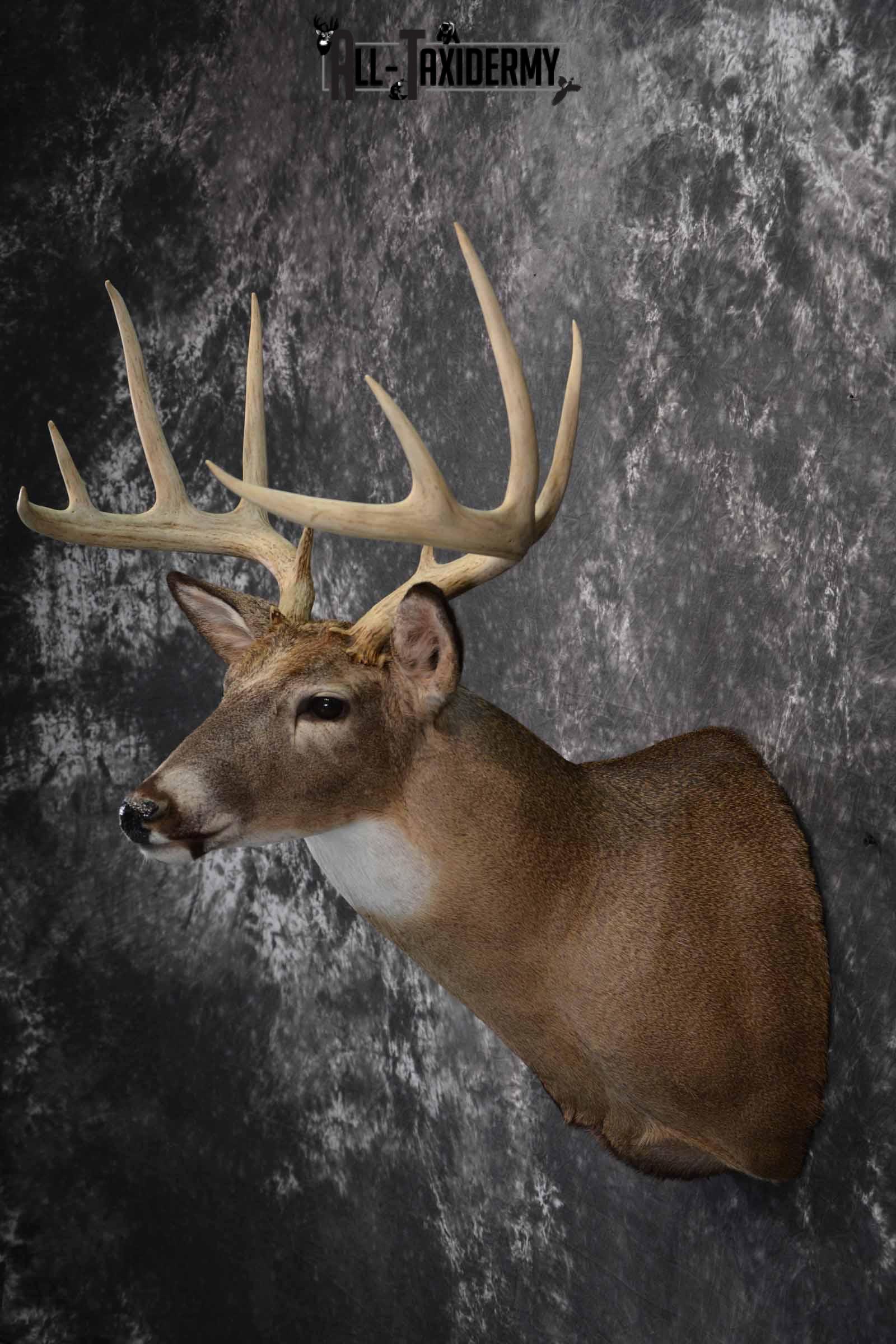 Whitetail Taxidermy deer shoulder mount SKU 1195 - Image 4